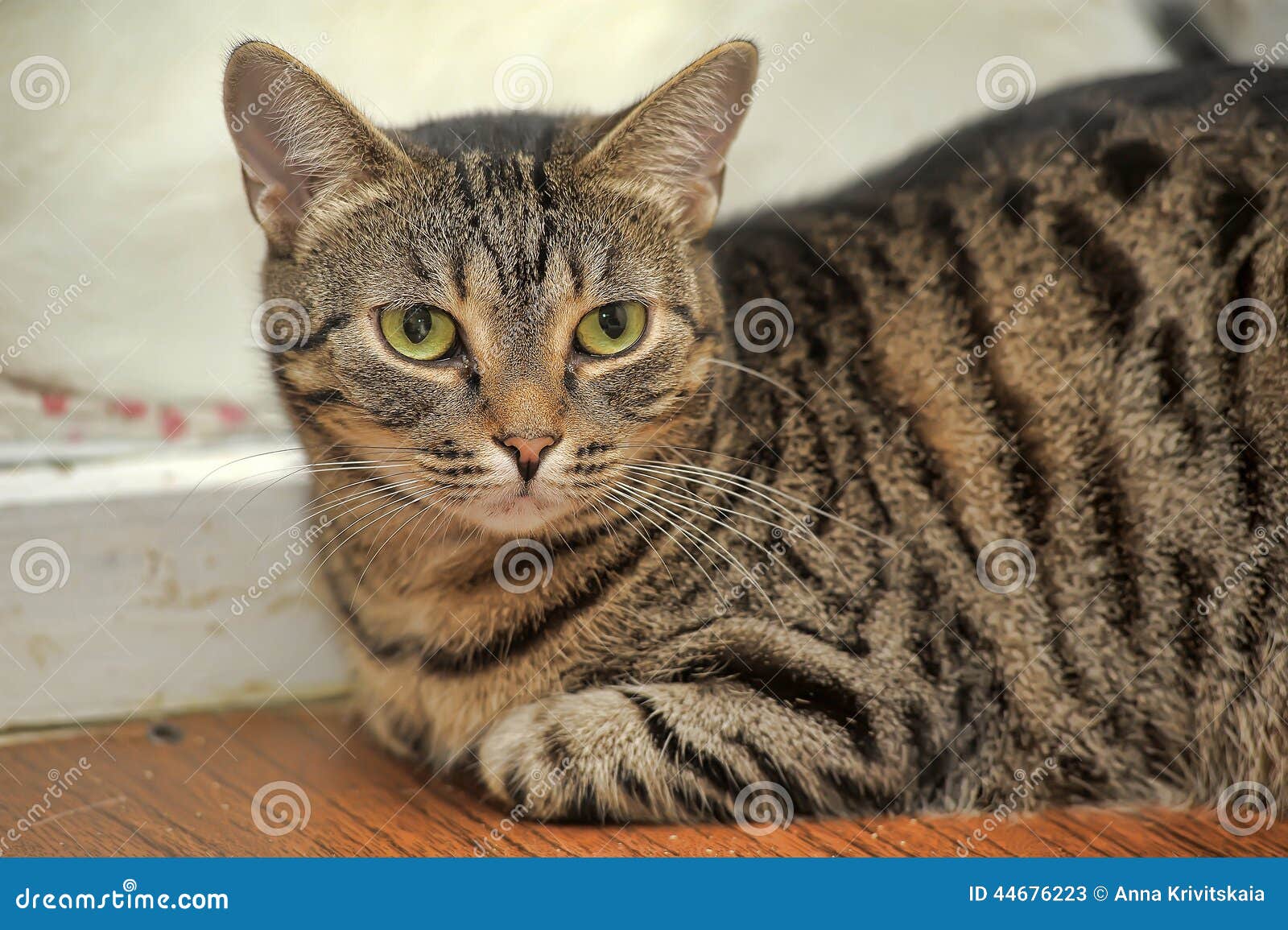 Chat Tigre De Shorthair D Europeen De Brown Image Stock Image Du Europeen Fourrure