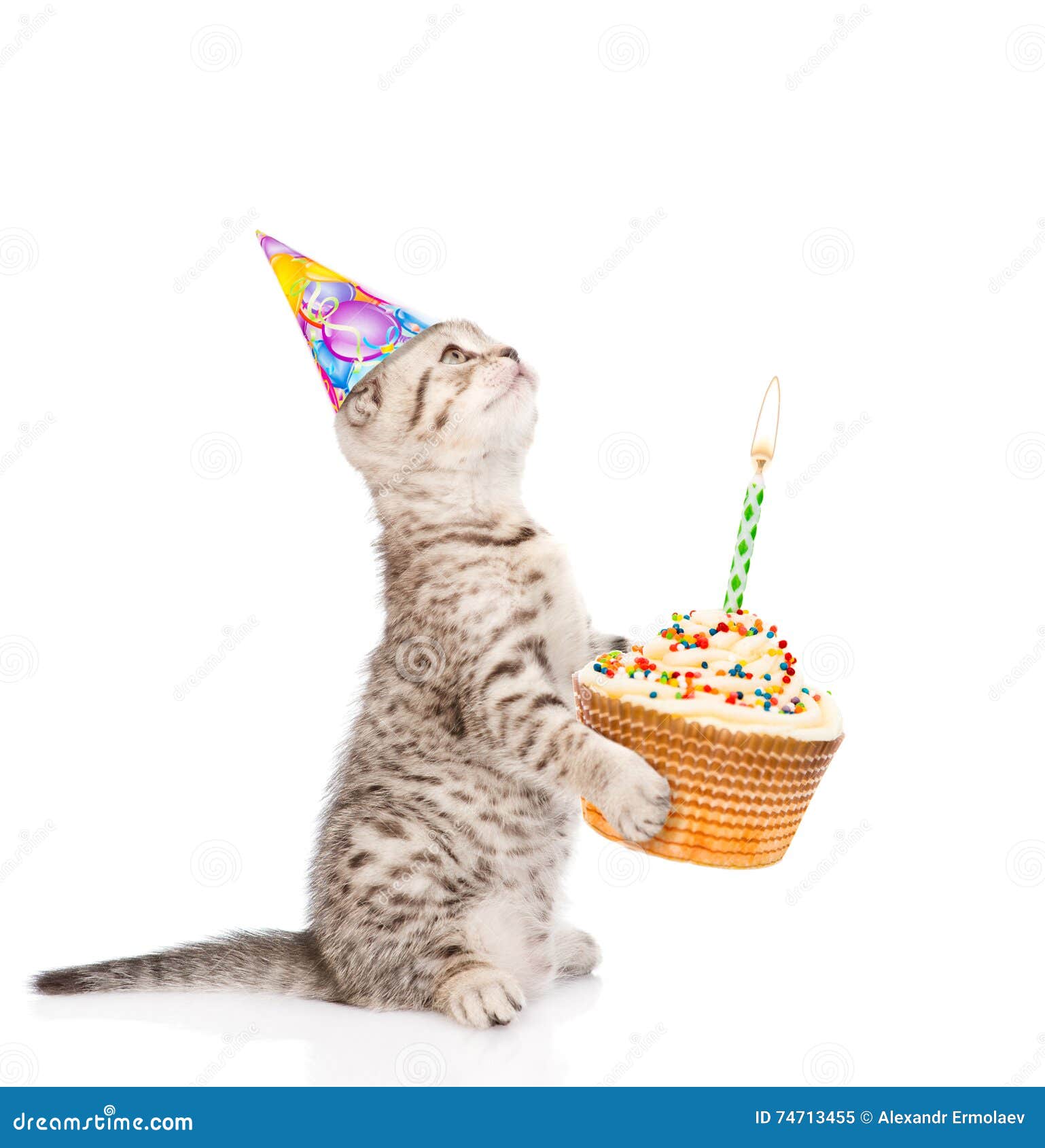 Chat Tigre En Gateau De Participation De Chapeau D Anniversaire Avec Des Bougies D Isolement En Fonction Image Stock Image Du Gateau Chat Chat Tigre En Gateau De Participation De Chapeau D Anniversaire Avec Des Bougies D Isolement En Fonction Image Stock Image Du Gateau Chat