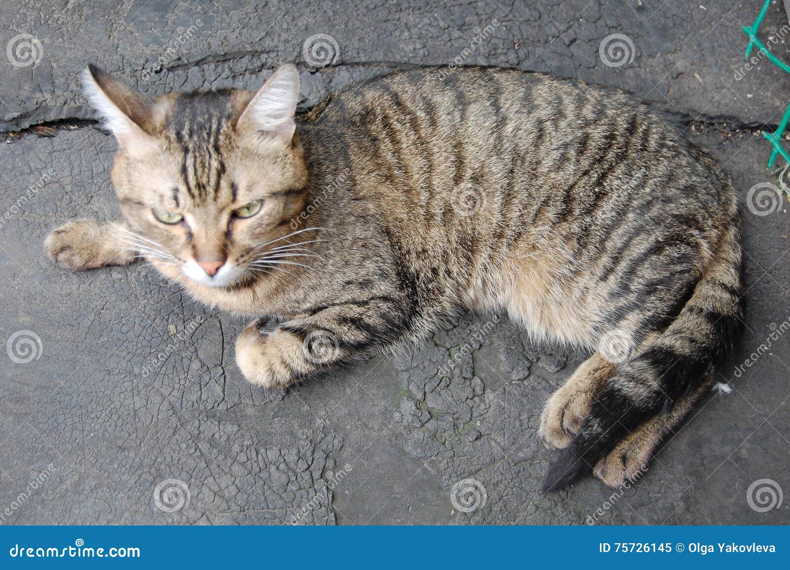 Chat Tigre Gris Image Stock Image Du Chat Vert Herbe