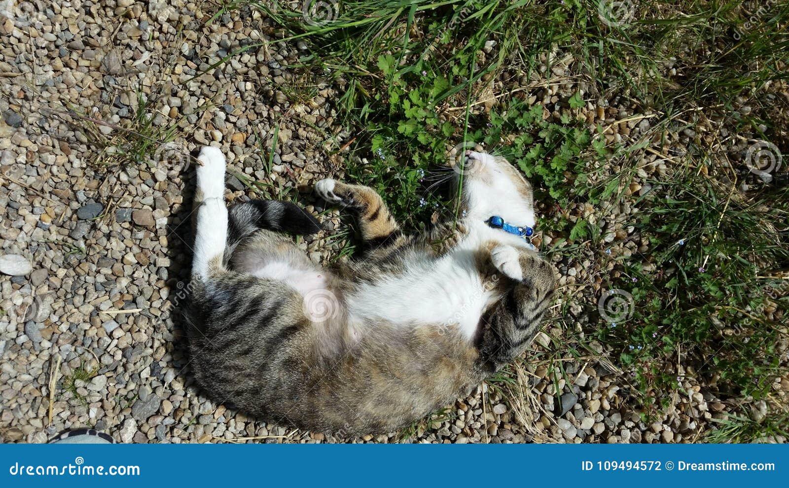 Chat Tigré Gris Noir Et Blanc Deuropeeun Photo Stock
