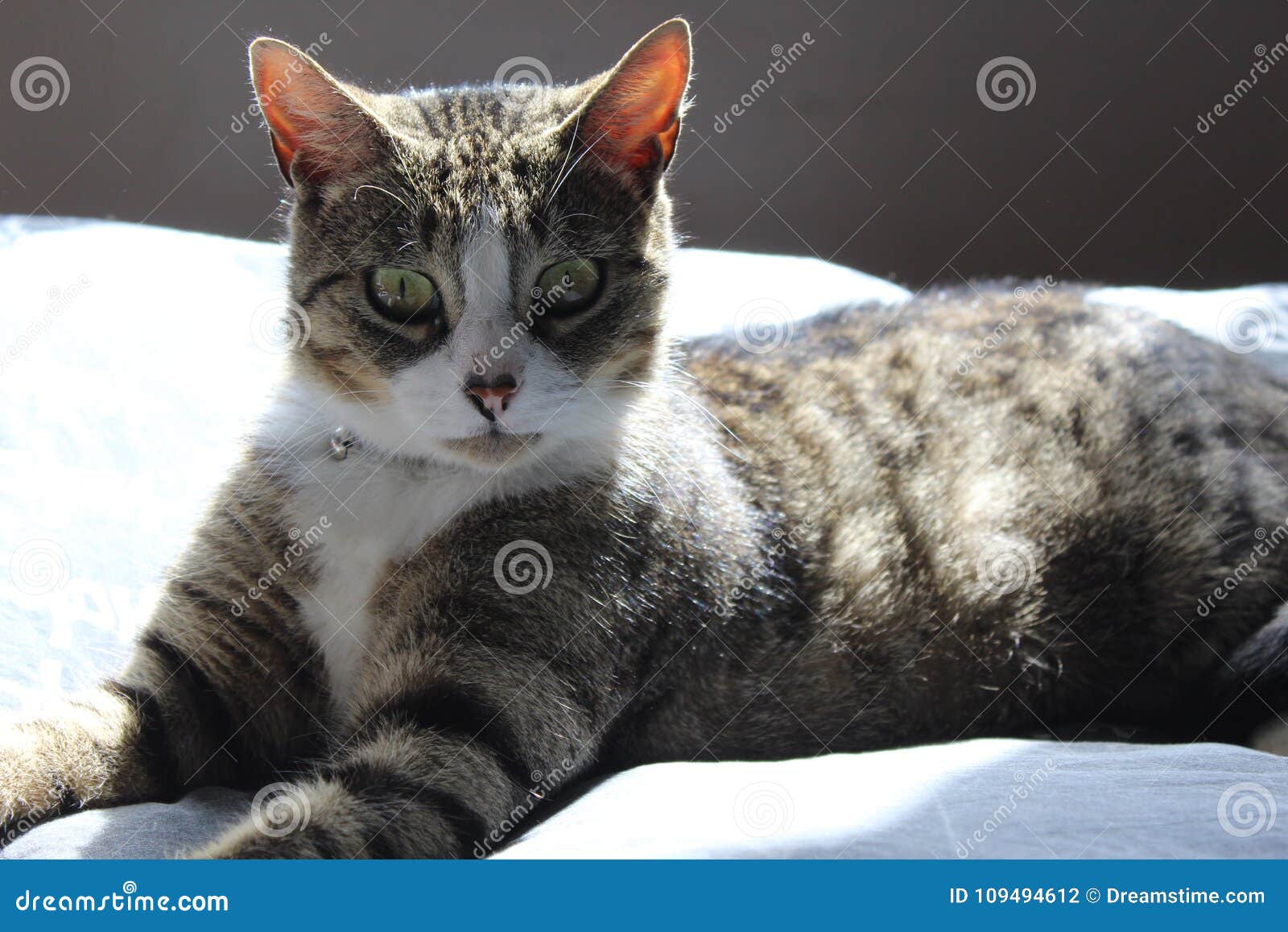 Chat Tigré Gris Noir Et Blanc Deuropeeun Photo Stock