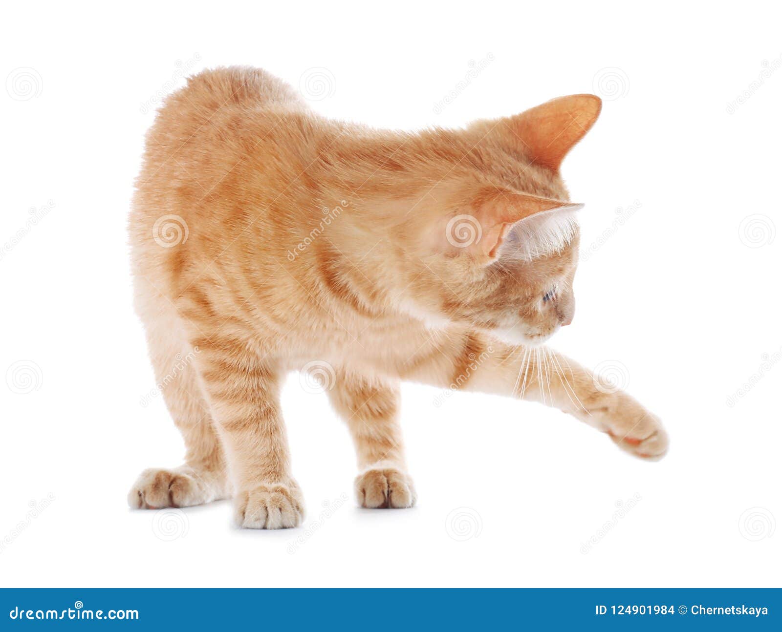 Chat Tigré Jaune Adorable Photo Stock Image Du Race 124901984