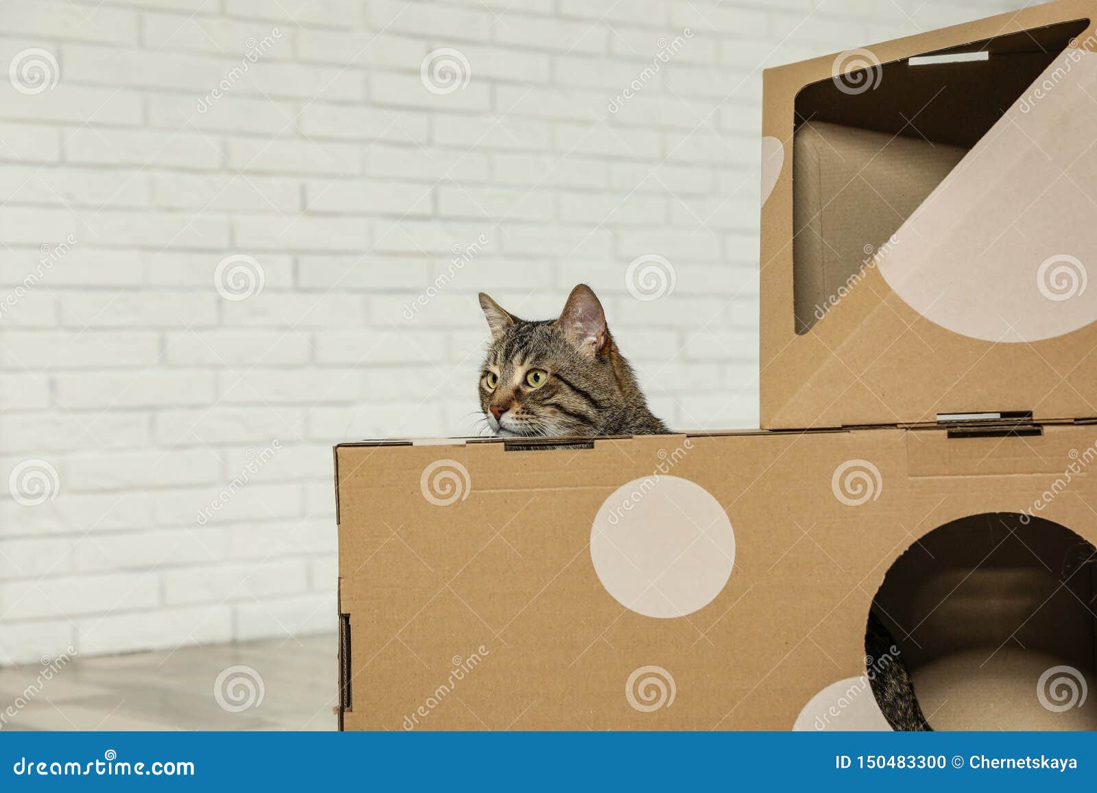 Chat Tigre Mignon A L Interieur De Maison De Carton Dans La Chambre Photo Stock Image Du Amusement Minou Chat Tigre Mignon A L Interieur De Maison De Carton Dans La Chambre Photo Stock Image Du Amusement Minou