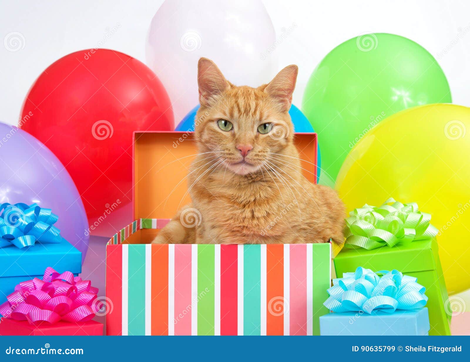 Celebrations Occasions Nouveau 077 Joyeux Anniversaire Gris Orange Chat Carte De Vœux Home Furniture Diy Forumsec Org Celebrations Occasions Nouveau 077 Joyeux Anniversaire Gris Orange Chat Carte De Vœux Home Furniture Diy Forumsec Org