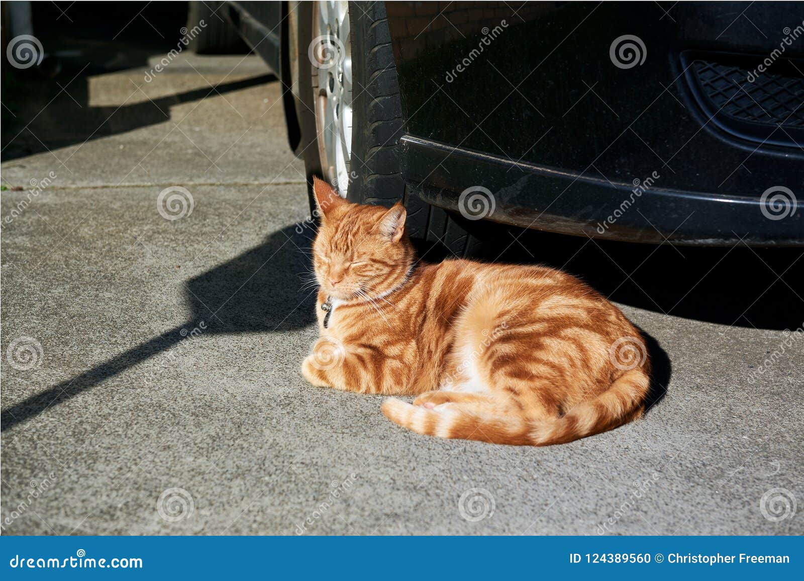 Chat Tigré Rouge Magnifique De Gingembre Se Dorant Au Soleil Devant Une  Voiture Dans Une Allée Photo stock - Image du magnifique, beau: 124389560