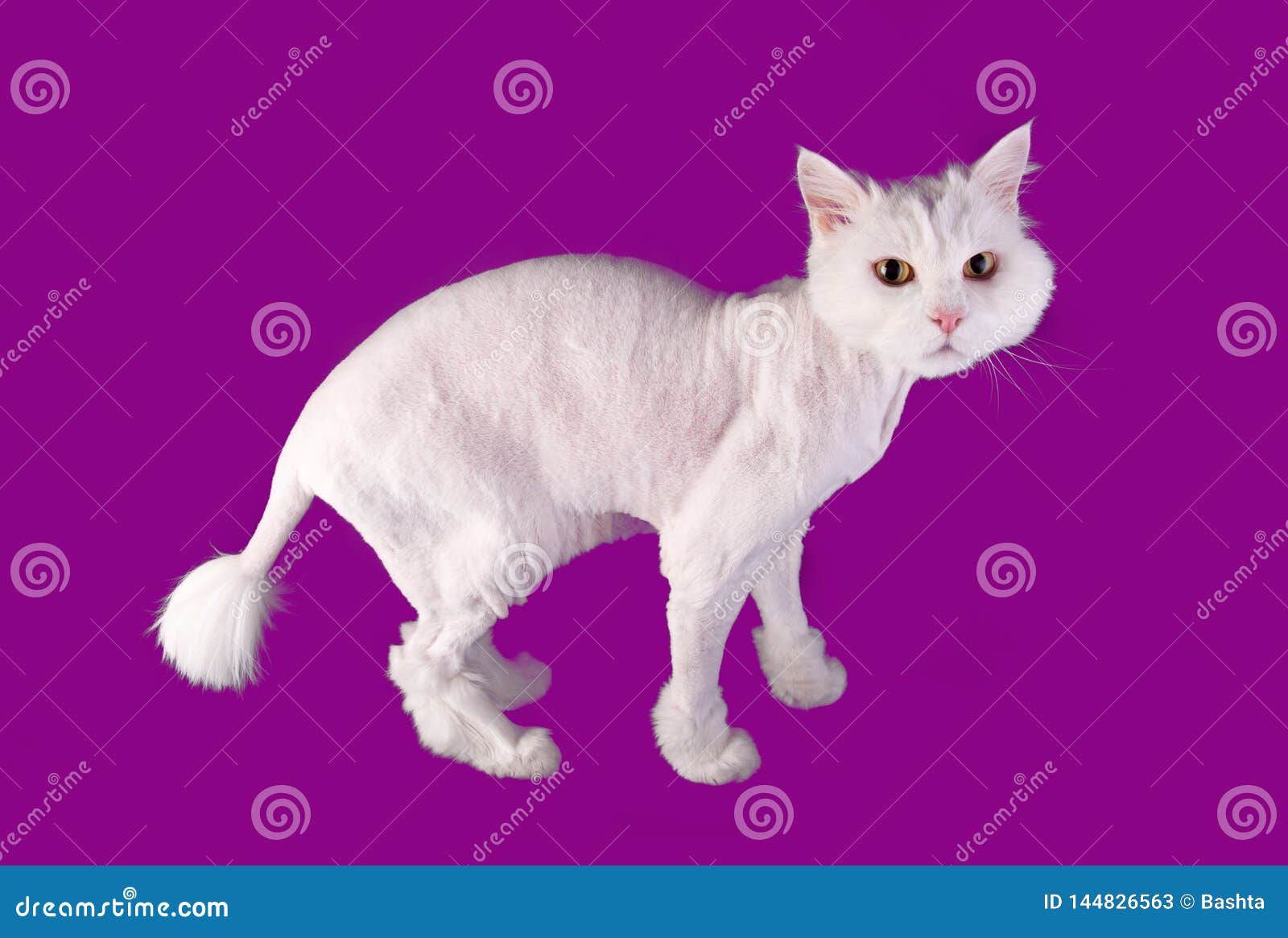 Chat Toilett Dr Le Blanc Avec Une Coupe De Cheveux Courte Et Avec La Queue De Gland D Isolement Sur Un Fond Violet Image Stock Image Du Moderne Studio