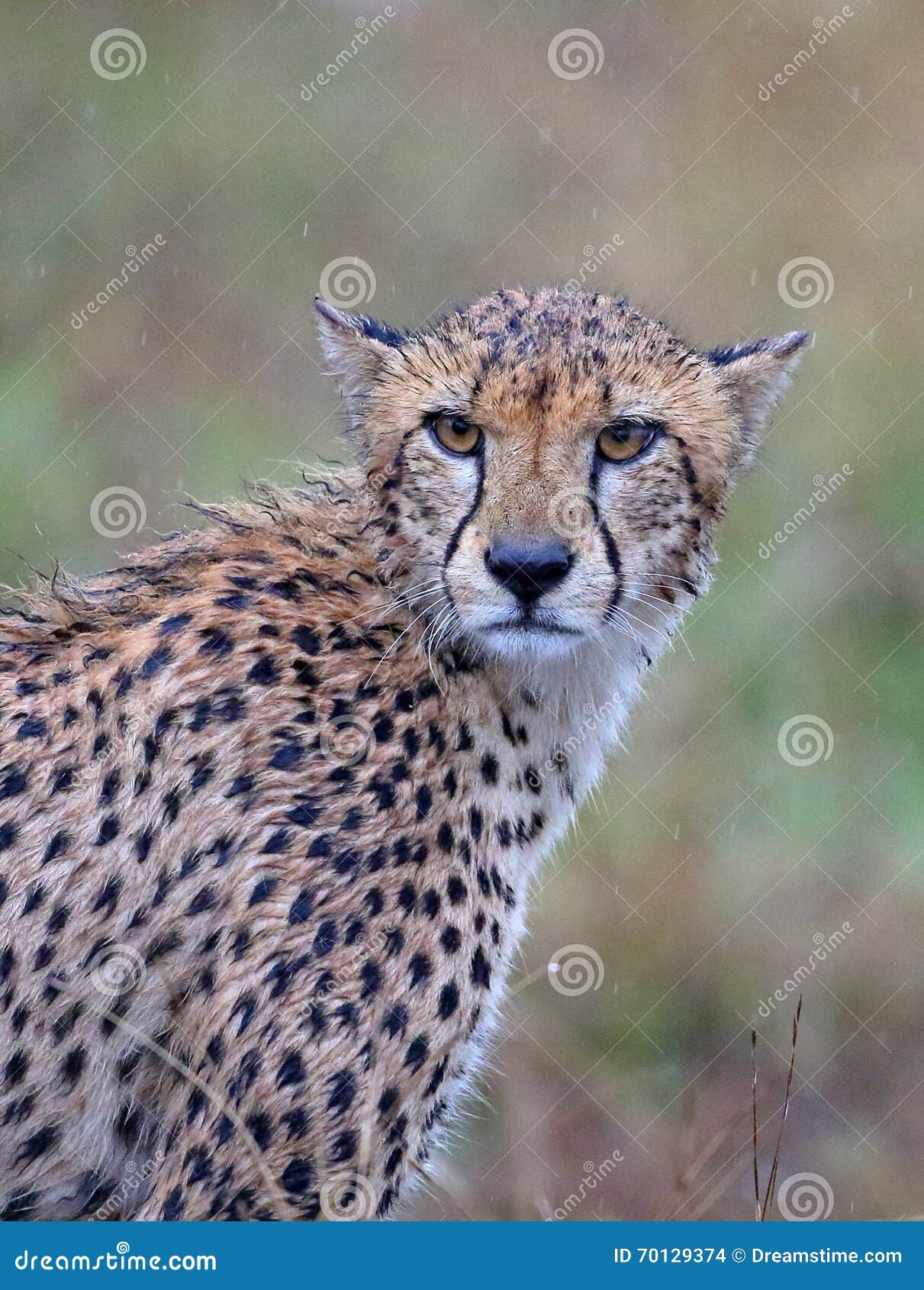Chat Trempe Photo Stock Image Du National Chat Pluie Chat Trempe Photo Stock Image Du National Chat Pluie