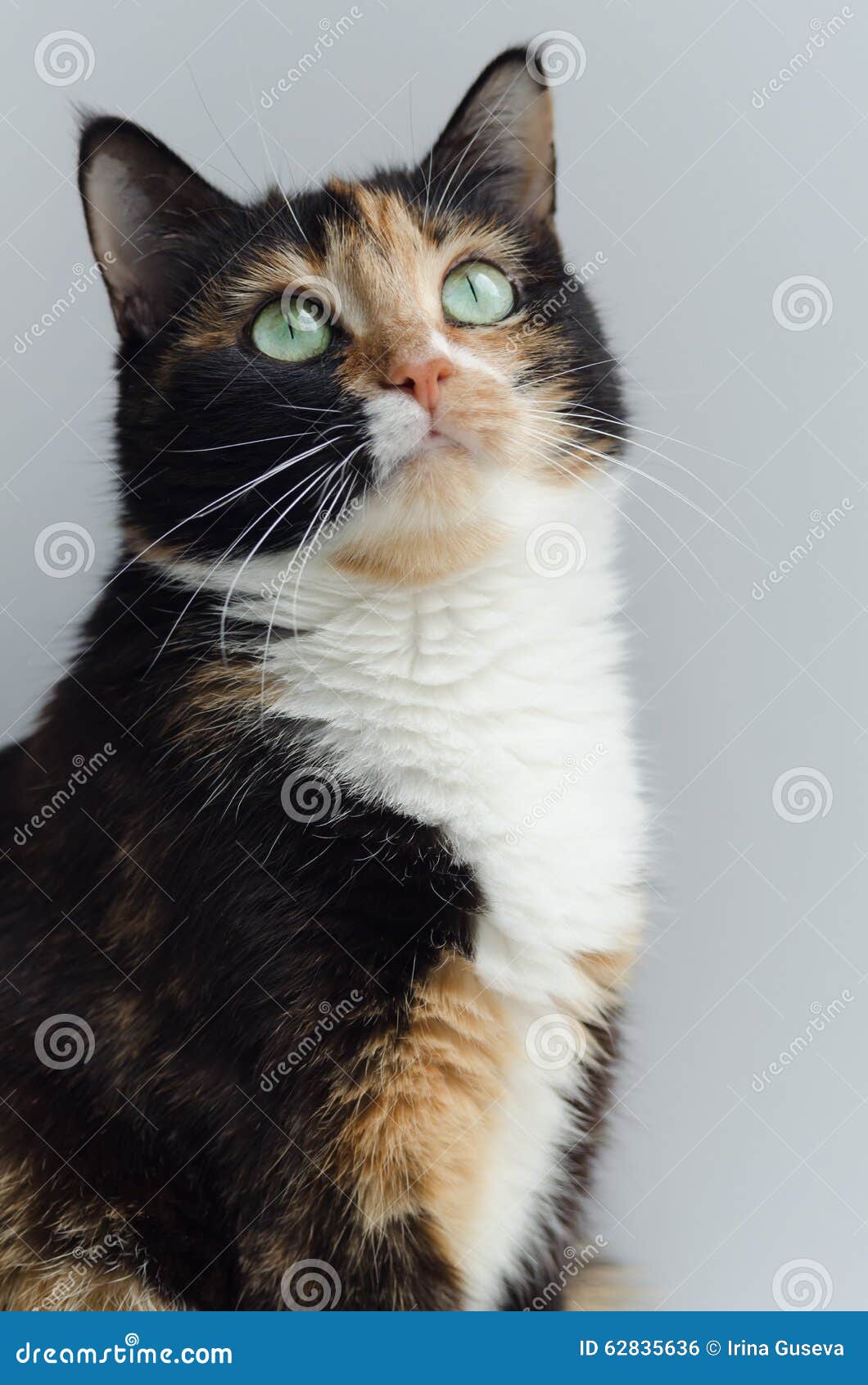 Chat Tricolore Avec Les Yeux Verts Sur Le Fond Clair Photo Stock Image Du Chasse Nature Chat Tricolore Avec Les Yeux Verts Sur Le Fond Clair Photo Stock Image Du Chasse Nature