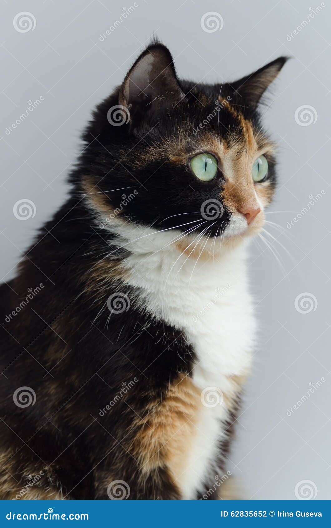 Chat Tricolore Avec Les Yeux Verts Sur Le Fond Clair Photo Stock Image Du Favoris Confort Chat Tricolore Avec Les Yeux Verts Sur Le Fond Clair Photo Stock Image Du Favoris Confort