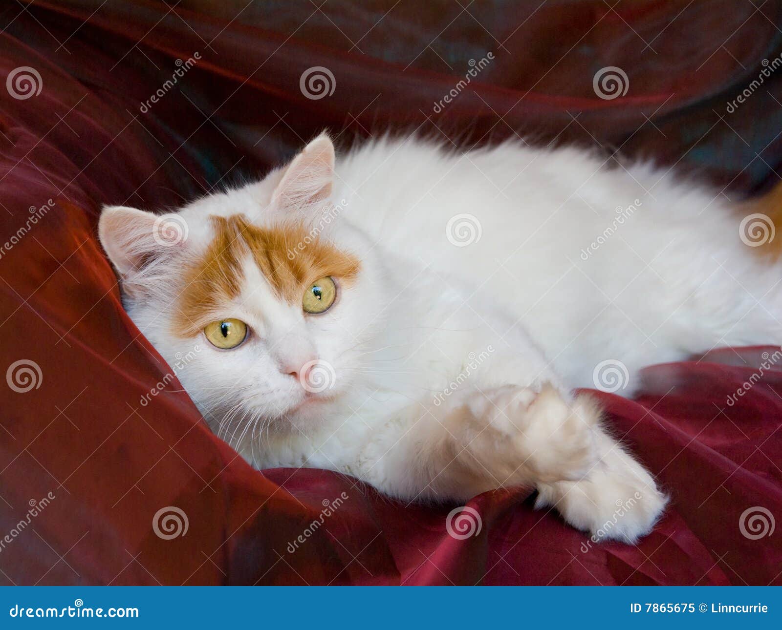 Chat Turc De Van Adult Image Stock Image Du Regarder