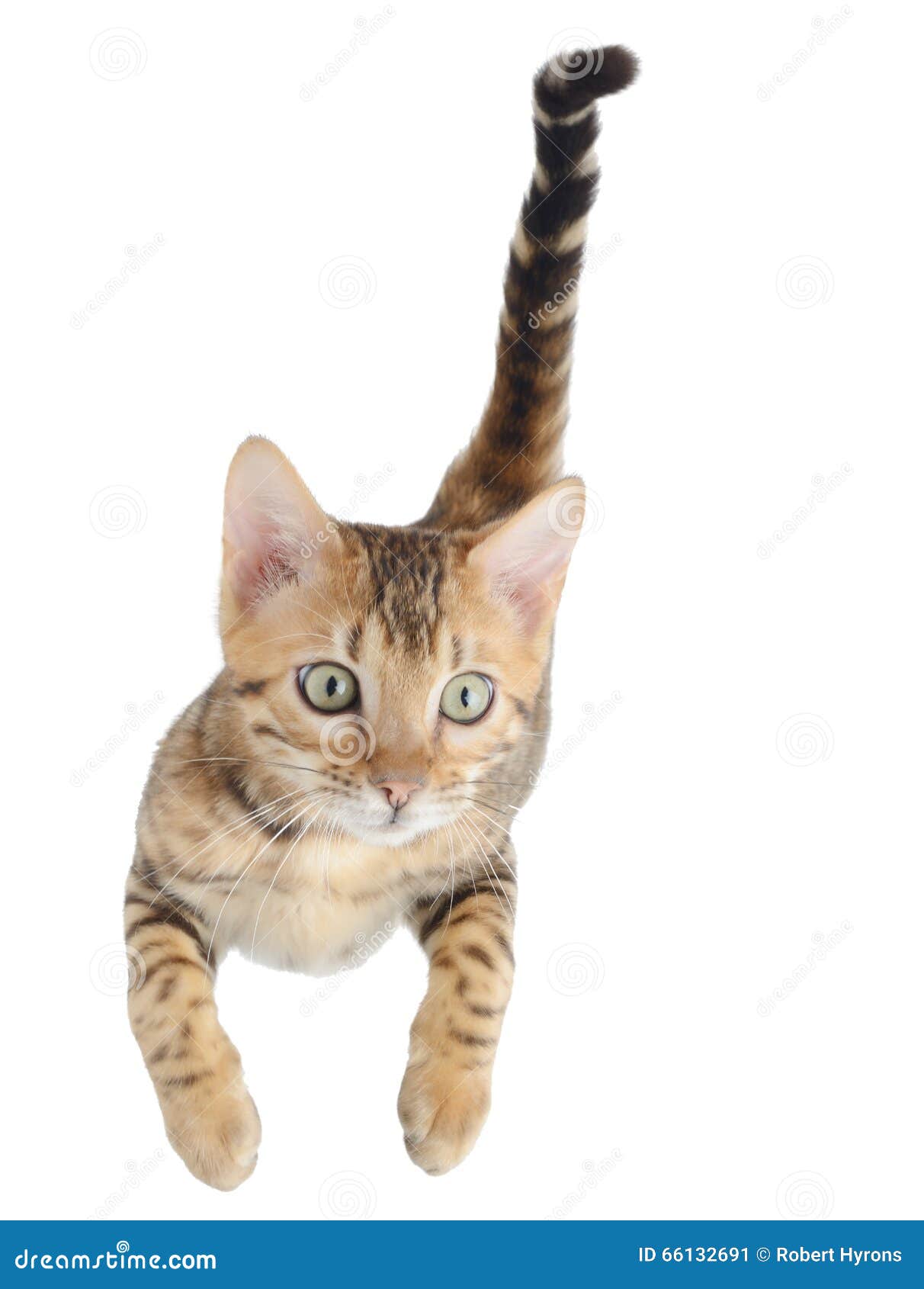 Chat Volant Ou Sautant De Chaton Image Stock Image Du Volant Sautant 66132691
