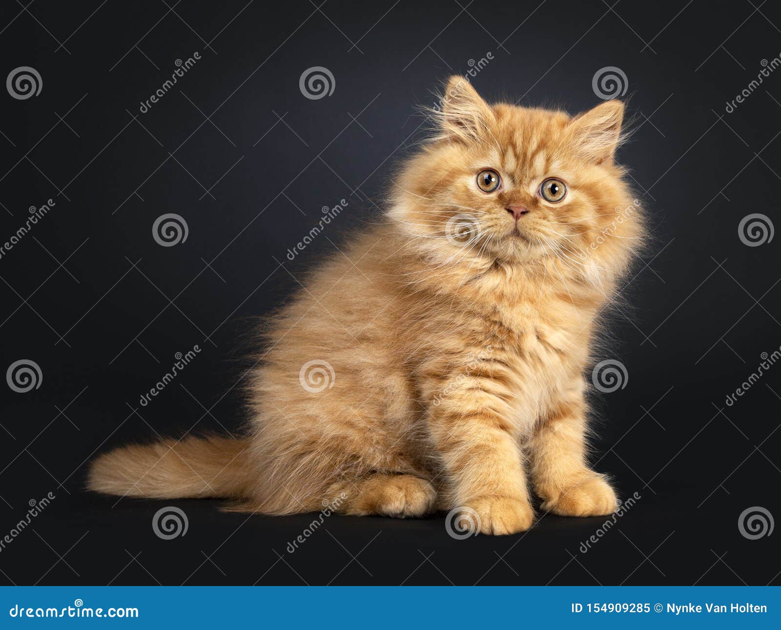 Chaton A Cheveux Longs Britannique Rouge Pelucheux Sur Le Noir Image Stock Image Du Rond Purebred Chaton A Cheveux Longs Britannique Rouge Pelucheux Sur Le Noir Image Stock Image Du Rond Purebred