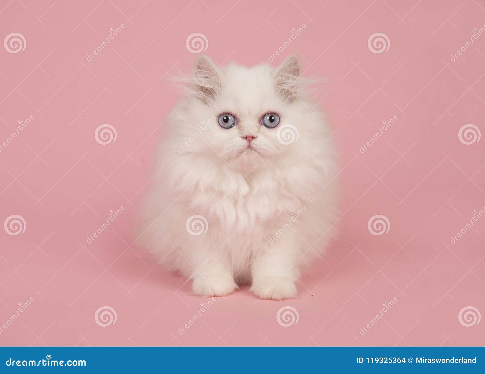 Chaton A Cheveux Longs Persan Blanc Avec Des Yeux Bleus Se Reposant Sur Un Rose Photo Stock Image Du Regarder Chaton Chaton A Cheveux Longs Persan Blanc Avec Des Yeux Bleus Se Reposant Sur Un Rose Photo Stock Image Du Regarder Chaton