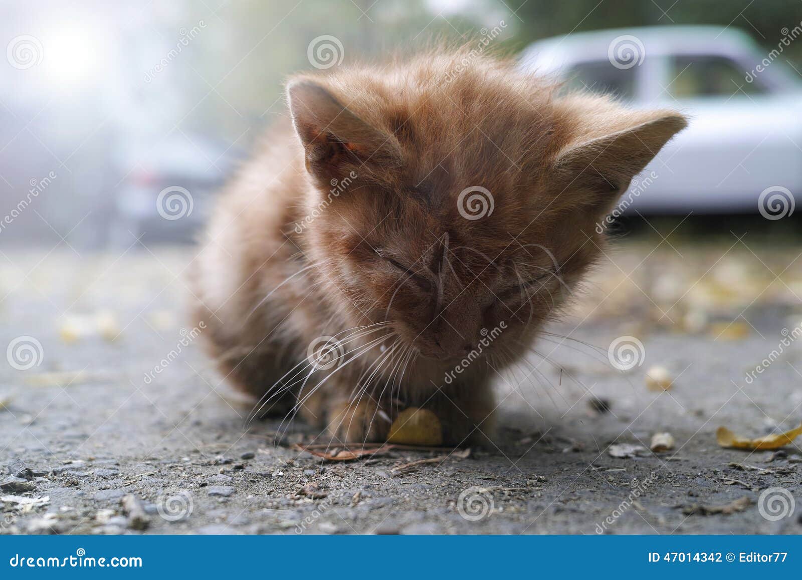 Chaton Abandonne Photo Stock Image Du Cheris Brutal
