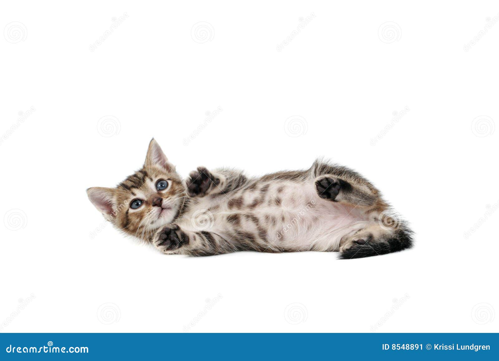 Chaton Affichant Le Ventre Tachete Image Stock Image Du Down Chat Chaton Affichant Le Ventre Tachete Image Stock Image Du Down Chat