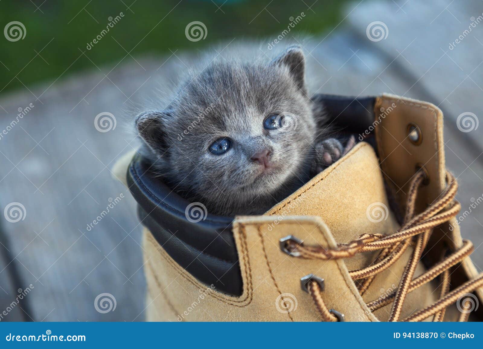 Chaton Avec La Couleur Et Les Yeux Bleus Fumeux Dans La Botte Dans La Nature Photo Stock Image Du Pets Herbe