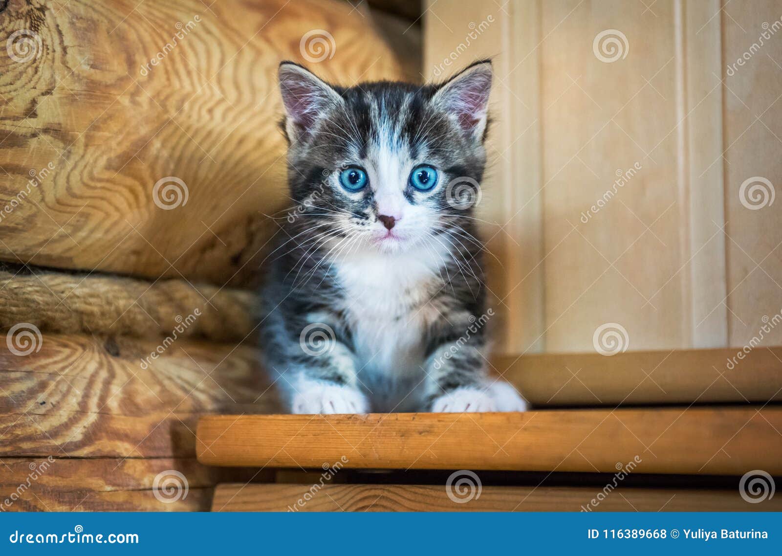 Chaton Avec La Tache Sur Le Nez Photo Stock Image Du Bete Gosse