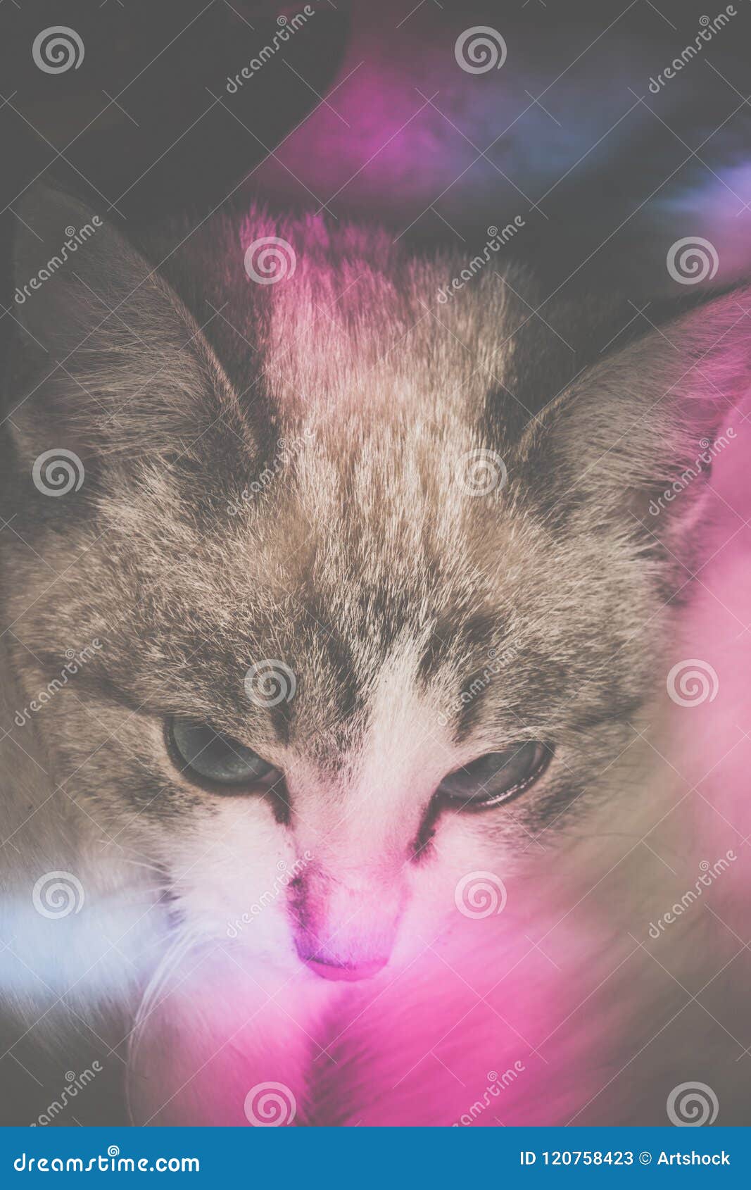 Chaton Croise Siamois Image Stock Image Du Blanc Yeux