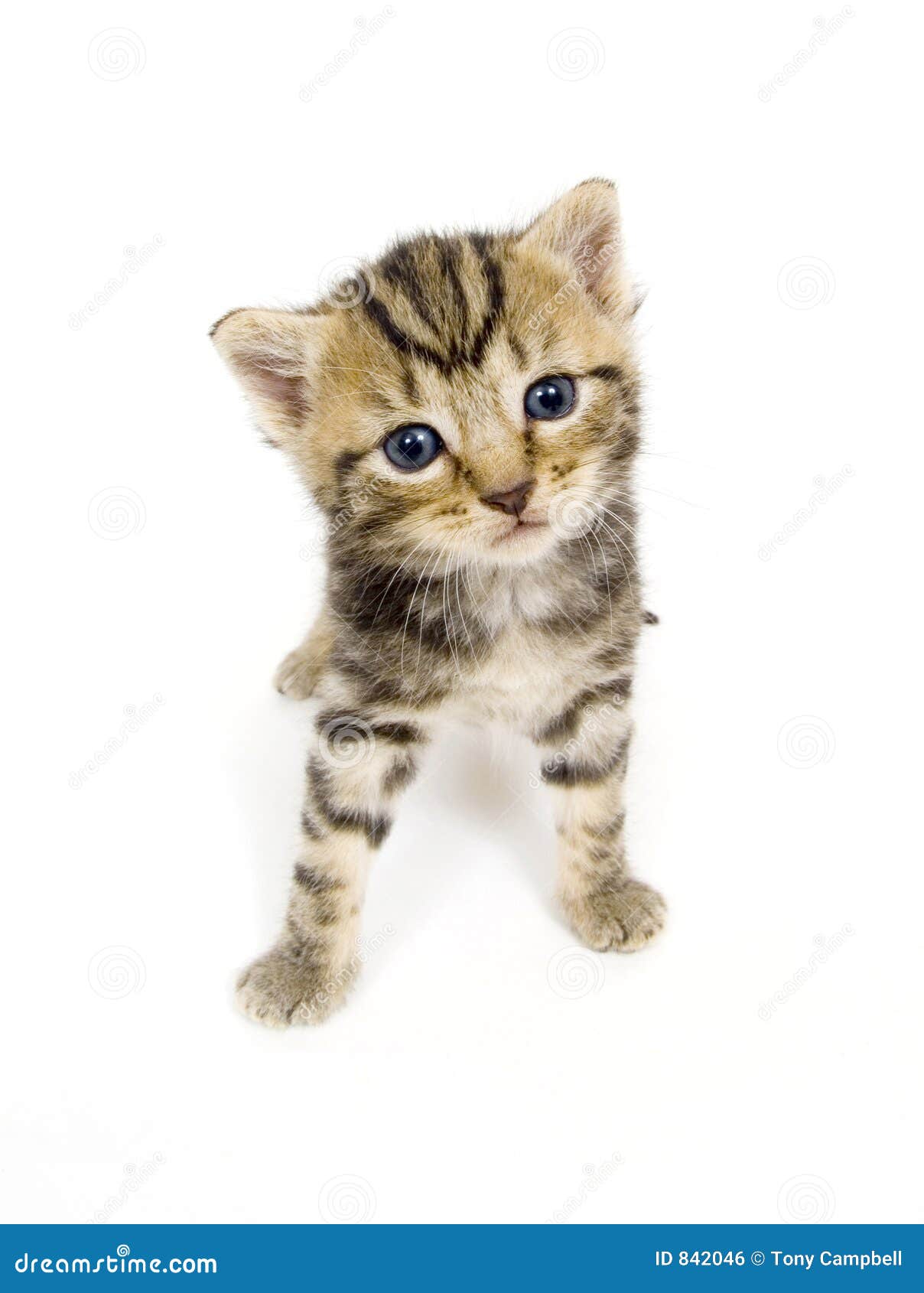 16 168 Chaton Curieux Sur Le Fond Blanc Photos Libres De Droits Et Gratuites De Dreamstime