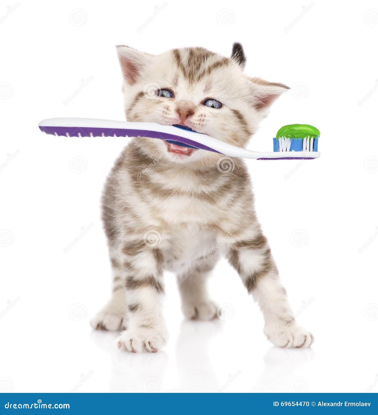 Chaton De Bebe Avec Une Brosse A Dents D Isolement Sur Le Fond Blanc Photo Stock Image Du Avec Fond Chaton De Bebe Avec Une Brosse A Dents D Isolement Sur Le Fond Blanc Photo Stock Image Du Avec Fond