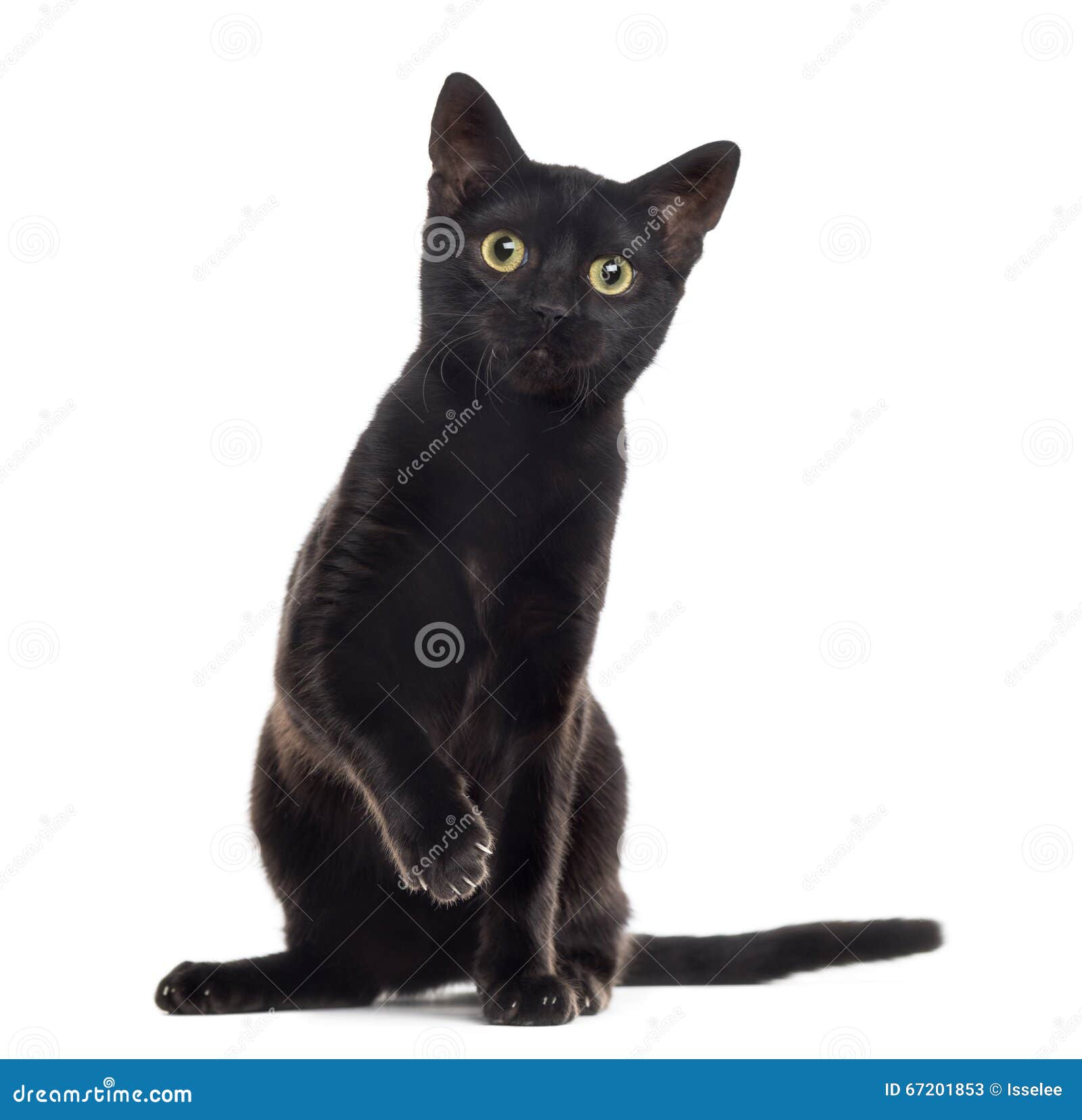 Chaton De Chat Noir Avec Une Patte D Isolement Sur Le Blanc Image Stock Image Du Race Carnivore Chaton De Chat Noir Avec Une Patte D Isolement Sur Le Blanc Image Stock Image Du Race Carnivore