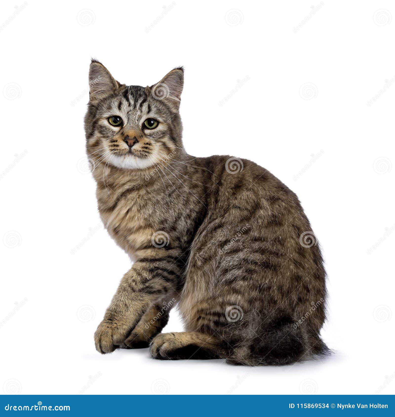 Chaton De Chat De Pixie Bob Reposant Des Manieres Laterales D Isolement Sur Le Fond Blanc Et Regardant Dans La Lentille Avec Une Photo Stock Image Du Endroits Lentille Chaton De Chat De Pixie Bob Reposant Des Manieres Laterales D Isolement Sur Le Fond Blanc Et Regardant Dans La Lentille Avec Une Photo Stock Image Du Endroits Lentille