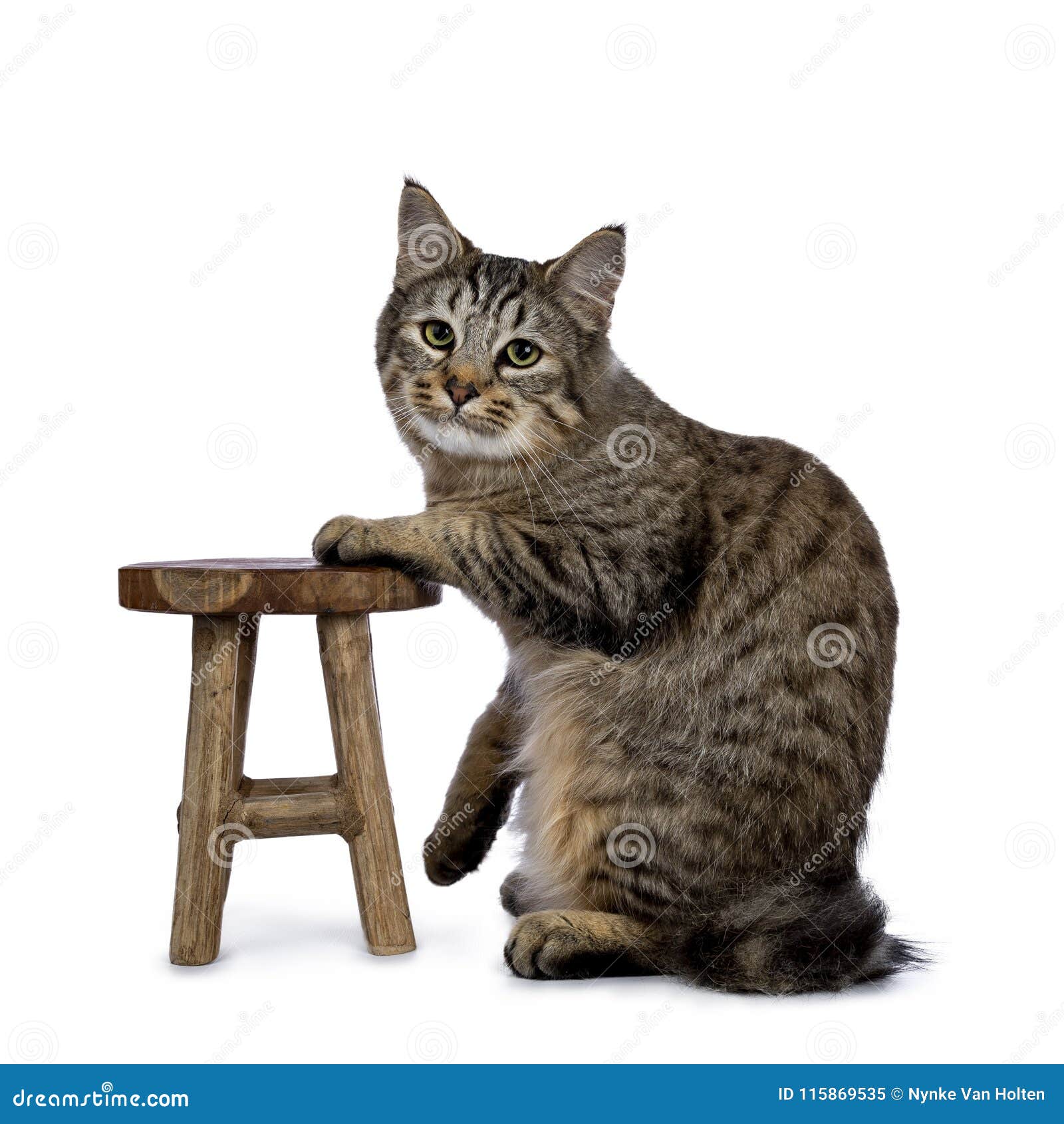 Chaton De Chat De Pixie Bob Reposant Des Manieres Laterales D Isolement Sur Le Fond Blanc Et Regardant Dans La Lentille Avec Une Image Stock Image Du Animal Fond Chaton De Chat De Pixie Bob Reposant Des Manieres Laterales D Isolement Sur Le Fond Blanc Et Regardant Dans La Lentille Avec Une Image Stock Image Du Animal Fond