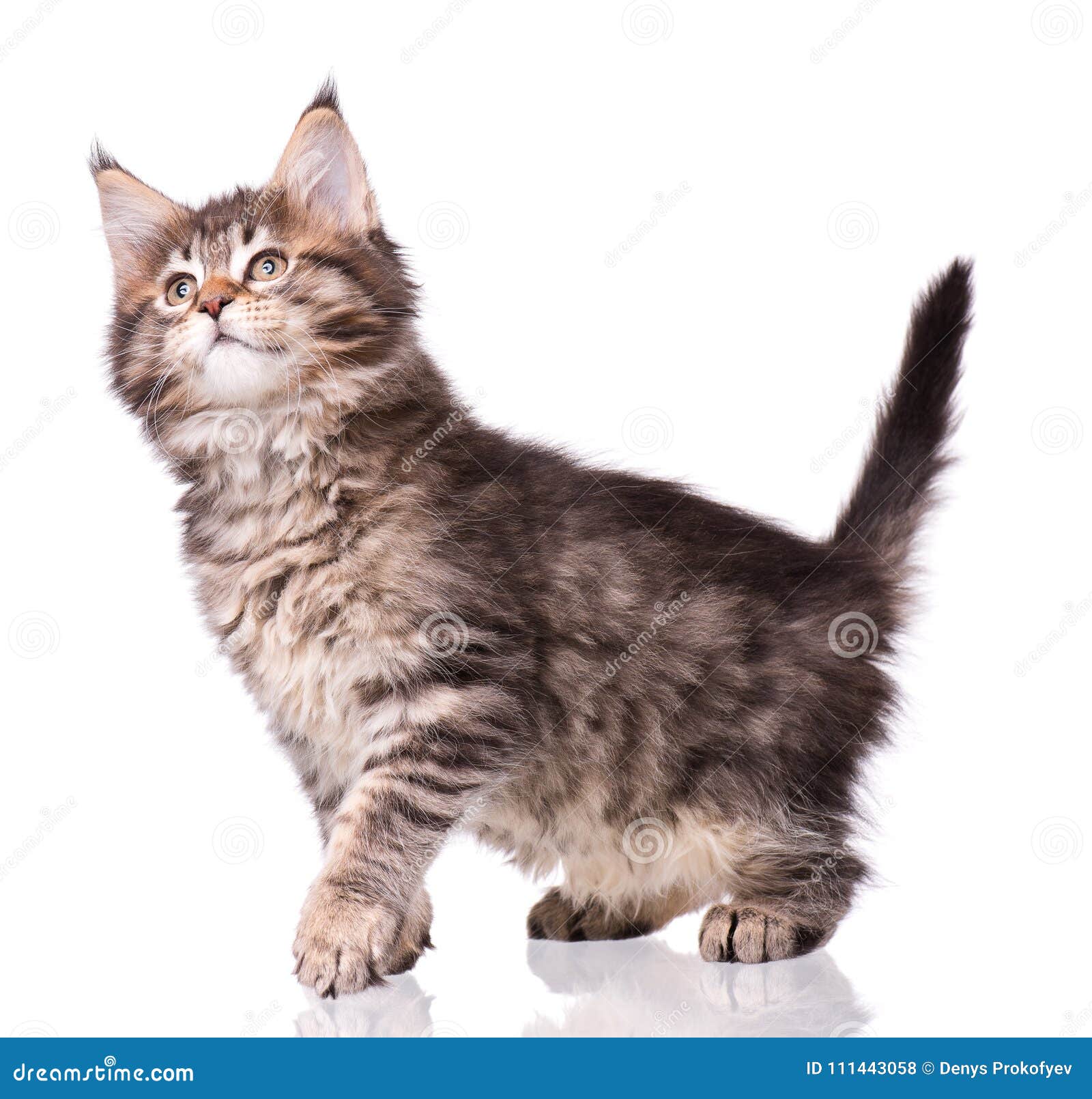Chaton De Maine Coon Sur Le Blanc Photo Stock Image Du Enfant Ragondin Chaton De Maine Coon Sur Le Blanc Photo Stock Image Du Enfant Ragondin