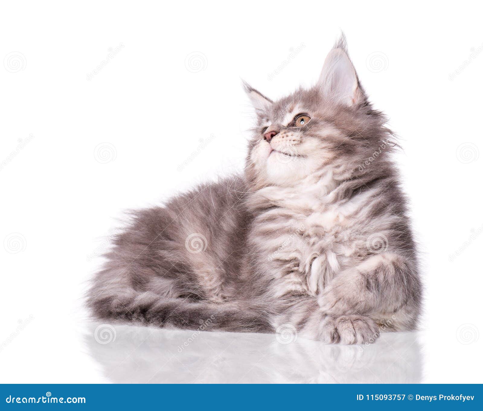 Chaton De Maine Coon Sur Le Blanc Image Stock Image Du Regarder Sain Chaton De Maine Coon Sur Le Blanc Image Stock Image Du Regarder Sain