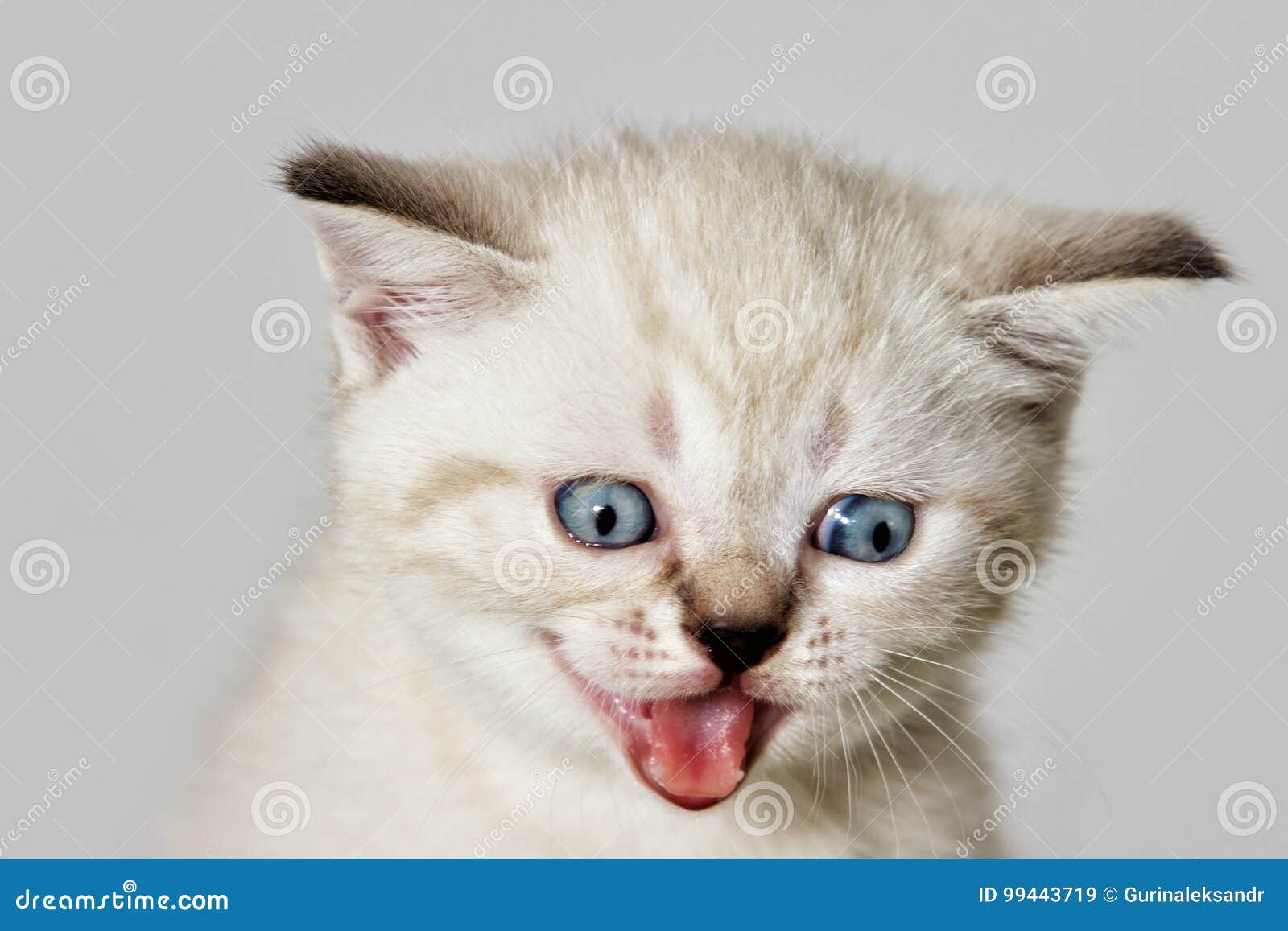 Chaton De Museau Qui Miaule Image Stock Image Du Animal
