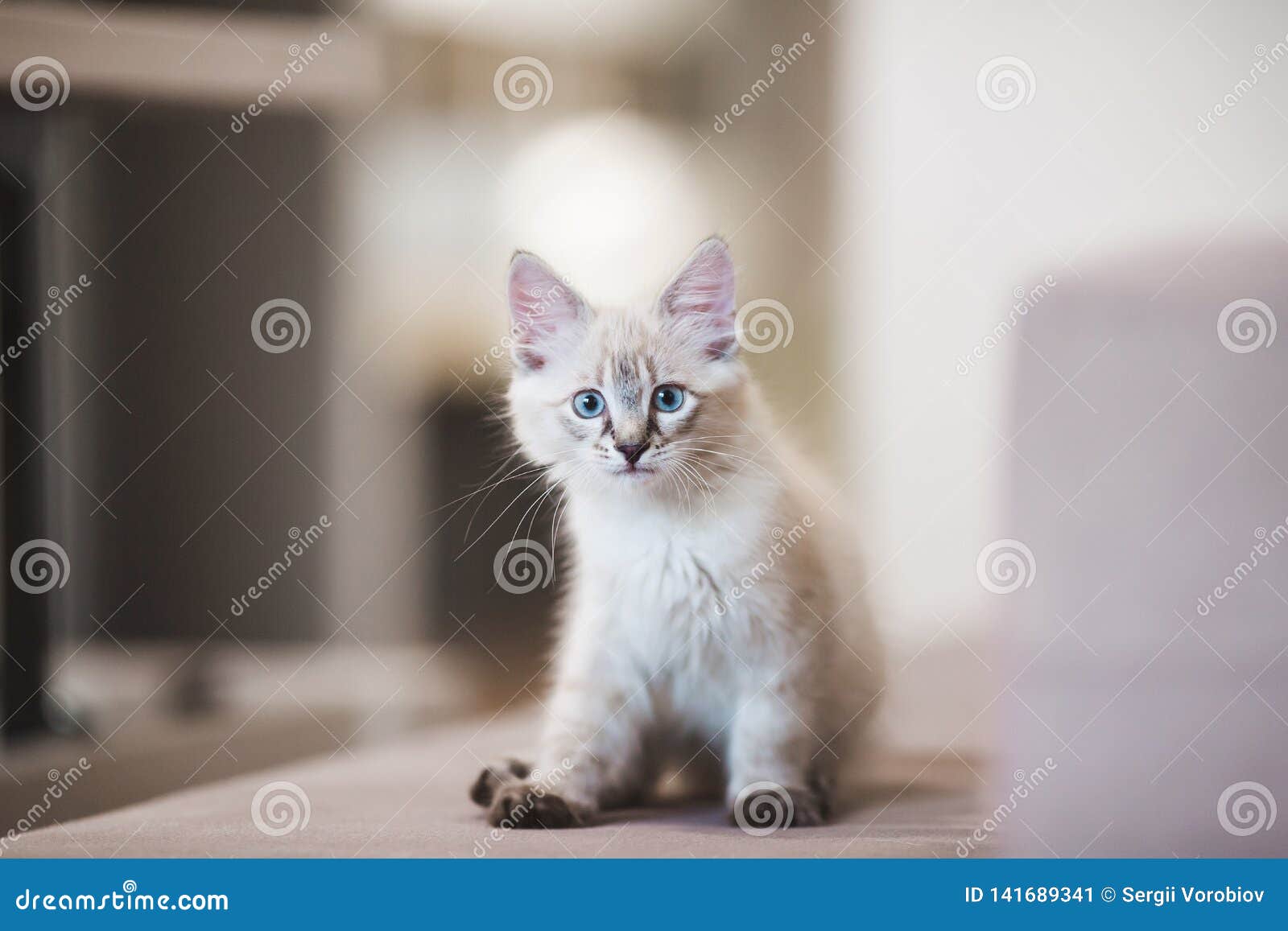 Chaton De Neva Masquerade De Siberien Avec De Beaux Yeux Bleus Se Reposant A L Interieur Portrait De Plan Rapproche De Chaton Mig Image Stock Image Du Animal Gris Chaton De Neva Masquerade De Siberien Avec De Beaux Yeux Bleus Se Reposant A L Interieur Portrait De Plan Rapproche De Chaton Mig Image Stock Image Du Animal Gris