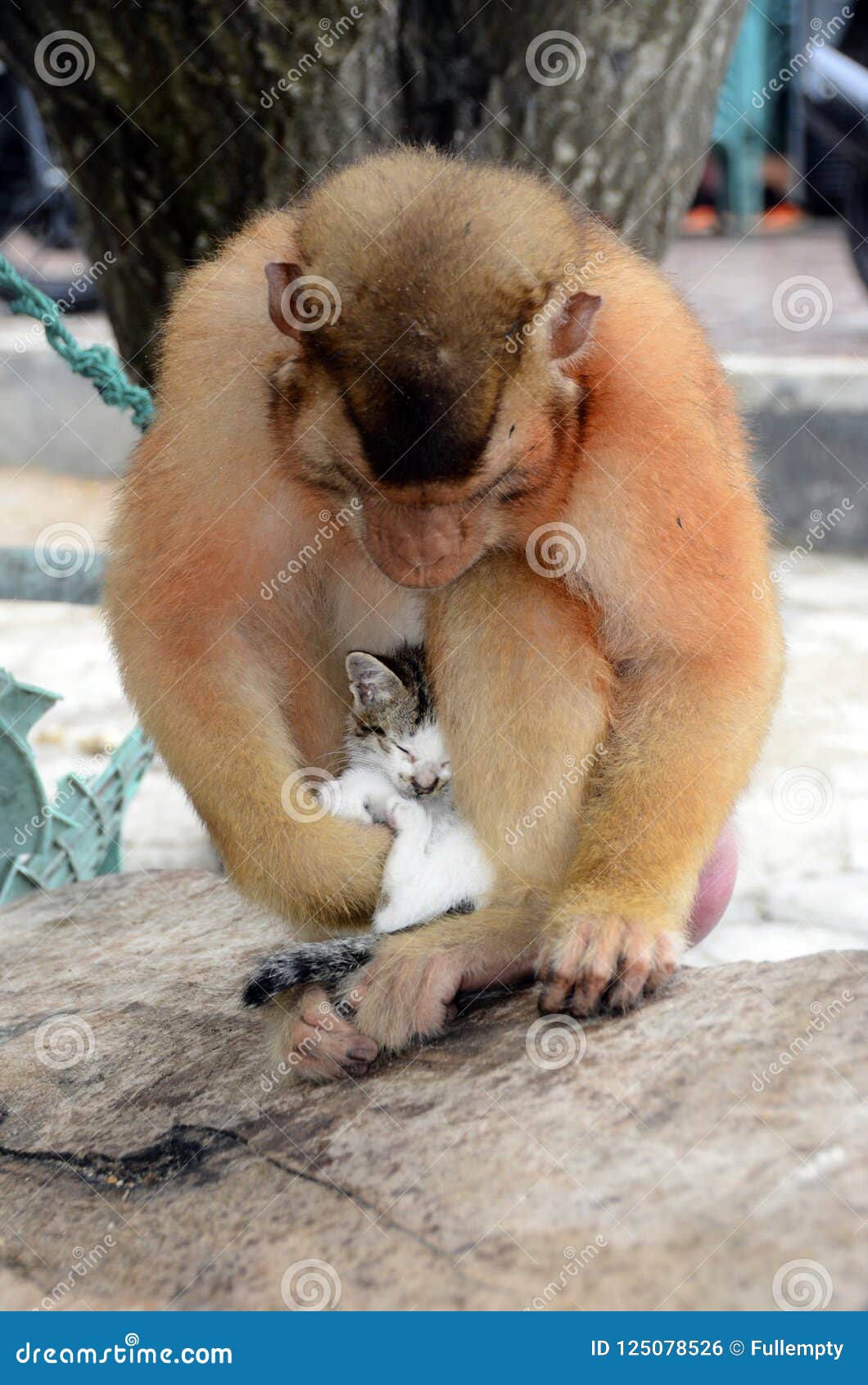 Chaton Et Singe De Chat Photo Stock Image Du Femelle Chaton Et Singe De Chat Photo Stock Image Du Femelle