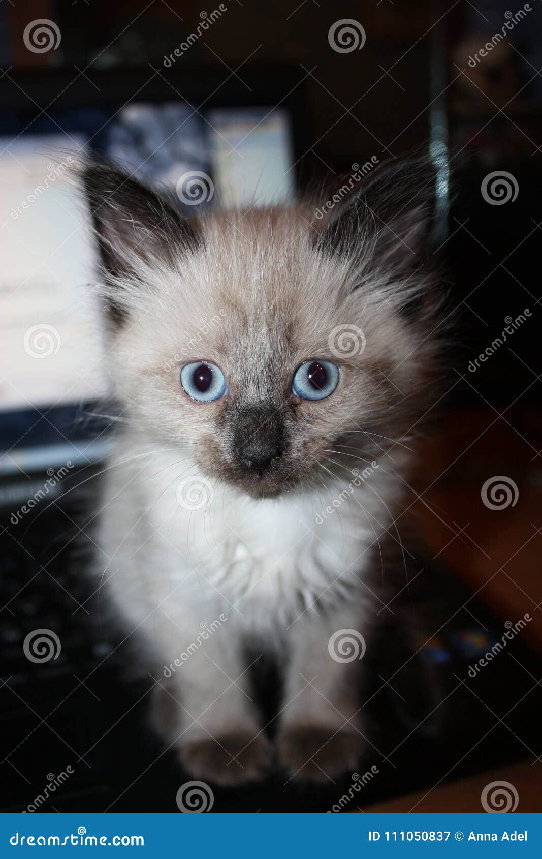 Chaton Gris Avec Des Yeux Bleus Image Stock Image Du Adorable Cheveu