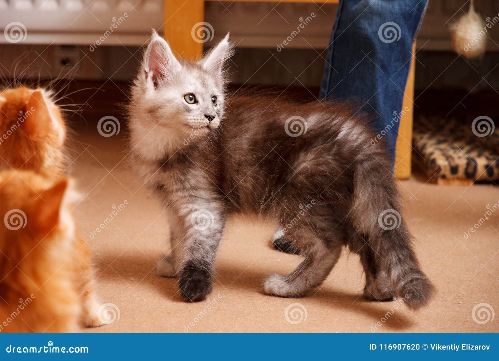 Chaton Gris De La Race De Maine Coon Avec Une Tete Lumineuse Et De Differentes Pattes Contre Le Contexte D Une Jambe Du S D Ho Photo Stock Image Du Adorable Gingembre Chaton Gris De La Race De Maine Coon Avec Une Tete Lumineuse Et De Differentes Pattes Contre Le Contexte D Une Jambe Du S D Ho Photo Stock Image Du Adorable Gingembre