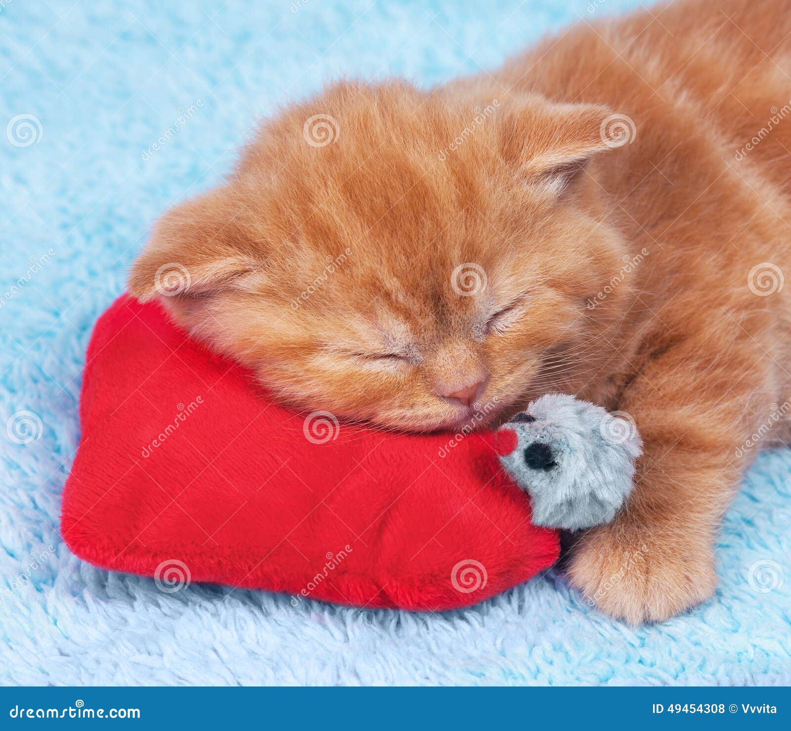Chaton La Saint Valentin Photo Stock Image Du Mignon