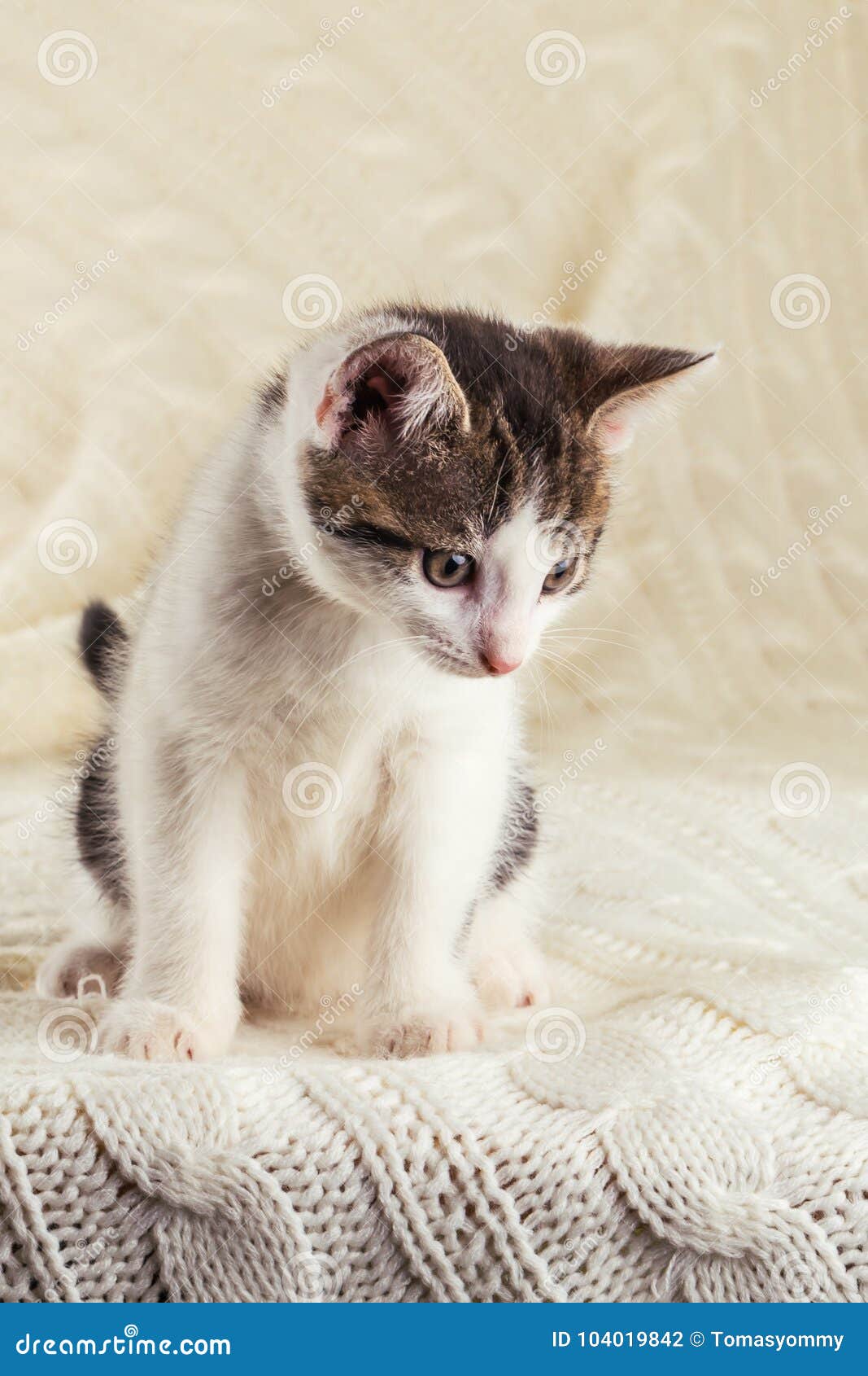 Chaton Mignon Blanc Avec La Tête Tigrée Se Reposant Sur La