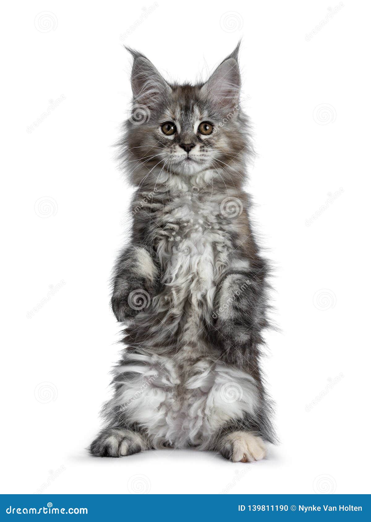 Chaton Mignon Magnifique De Chat De Maine Coon D Isolement Sur Le Fond Blanc Photo Stock Image Du Garnitures Fond