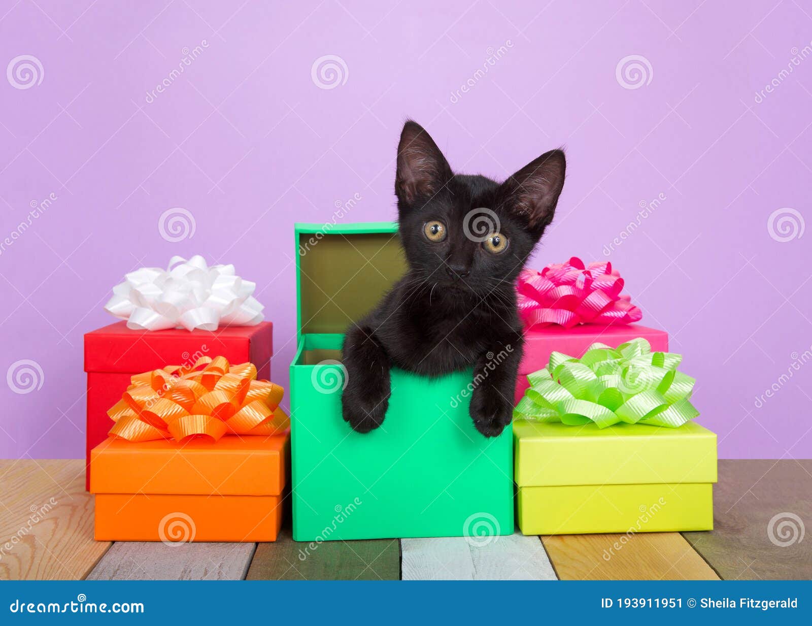 191 Chat Noir De Joyeux Anniversaire Photos Libres De Droits Et Gratuites De Dreamstime 191 Chat Noir De Joyeux Anniversaire Photos Libres De Droits Et Gratuites De Dreamstime