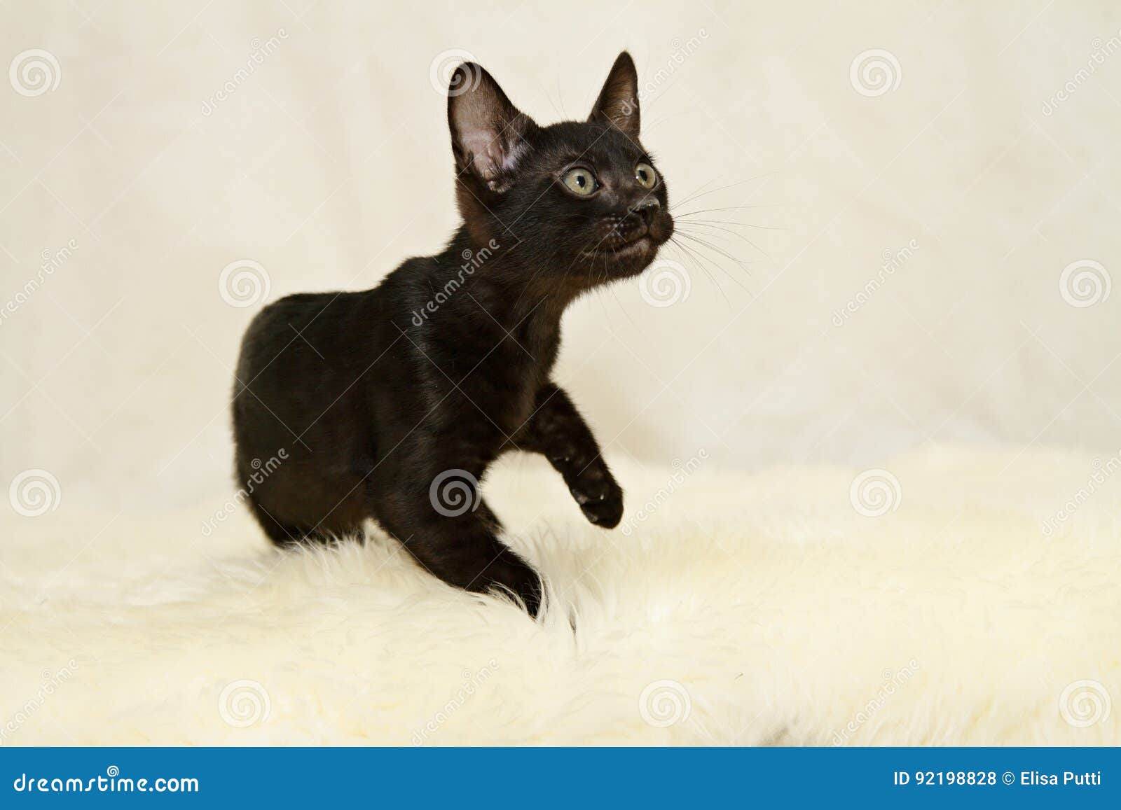 Chaton Noir De Chat Du Bengale Photo Stock Image Du