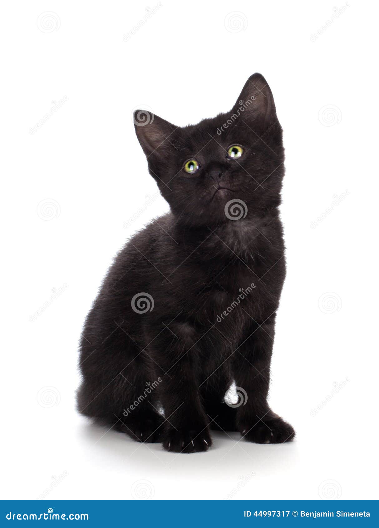 Chaton Noir Mignon D Isolement Sur Un Fond Blanc Image Stock Image Du Animal Chaton Chaton Noir Mignon D Isolement Sur Un Fond Blanc Image Stock Image Du Animal Chaton