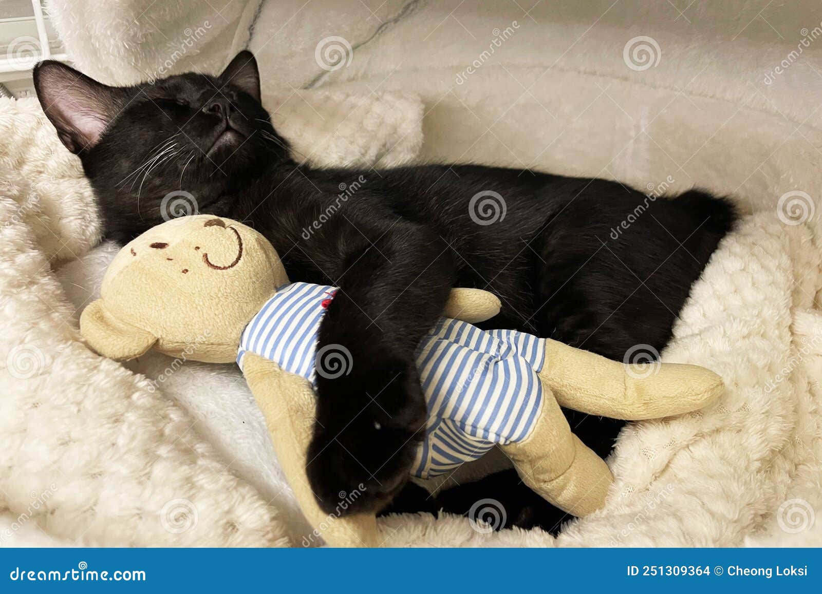 Chaton Noir Ronfle Confortablement Serrer L'ours En Peluche Sur La Moquette  Blanche En Fourrure. Photo stock - Image du cheveu, rêve: 251309364