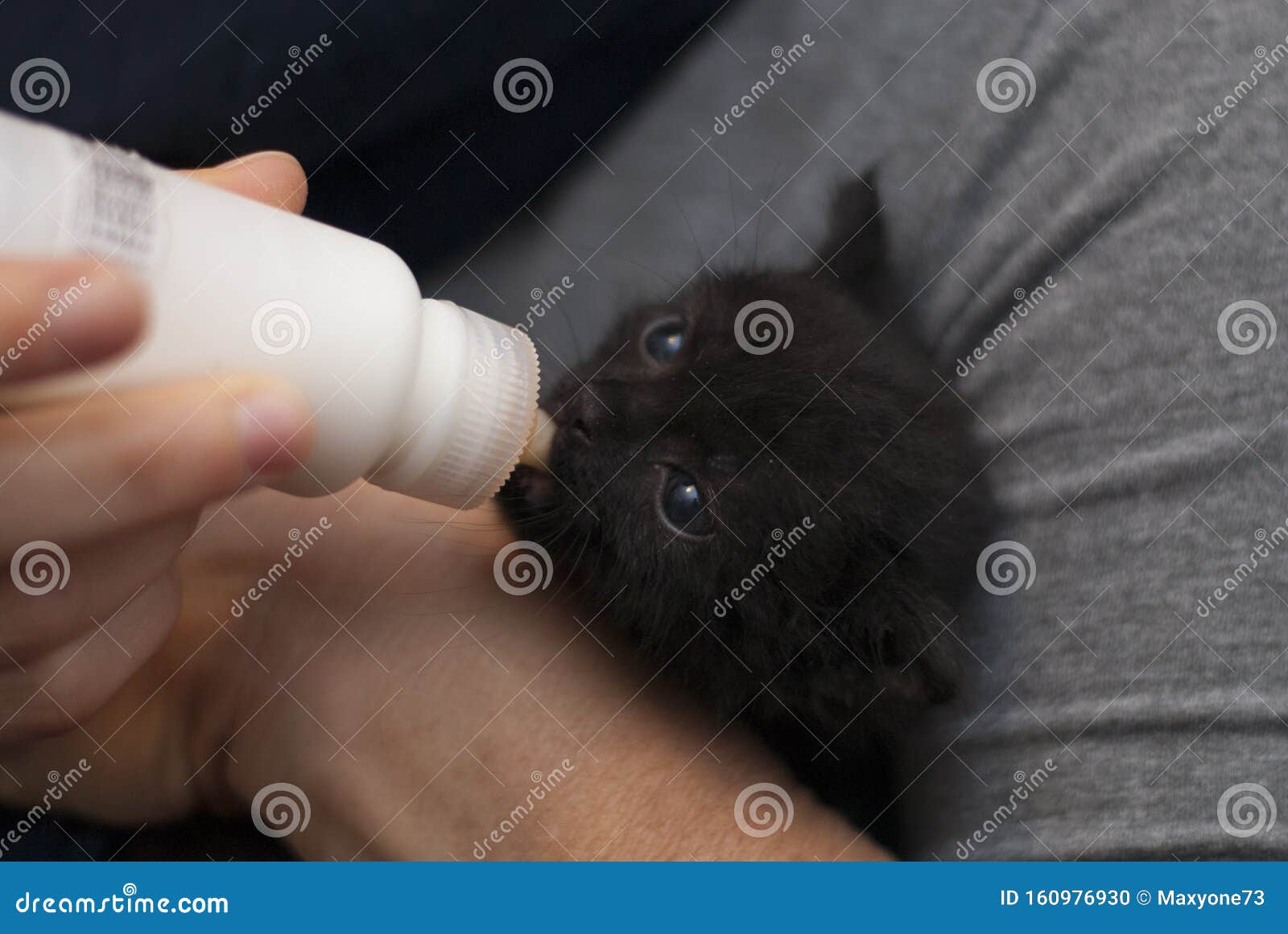 Chaton Noir 4 Semaines Mangeant Dans Une Petite Bouteille De Bebe Photo Stock Image Du Chat Detendez