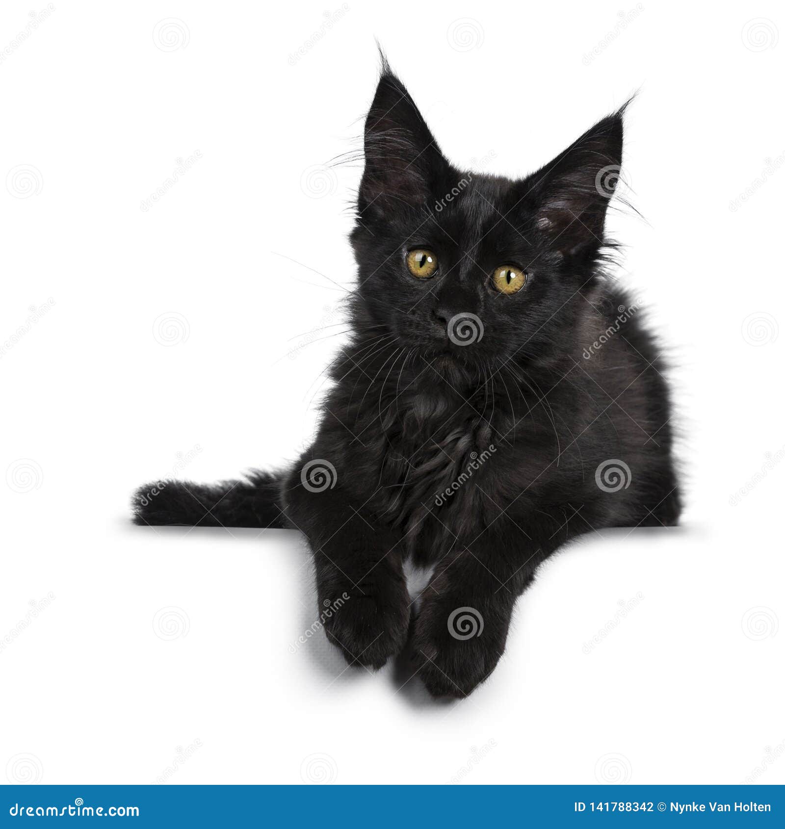 Chaton Noir Solide Mignon De Chat De Maine Coon Sur Le Fond Blanc Photo Stock Image Du Mammifere Race