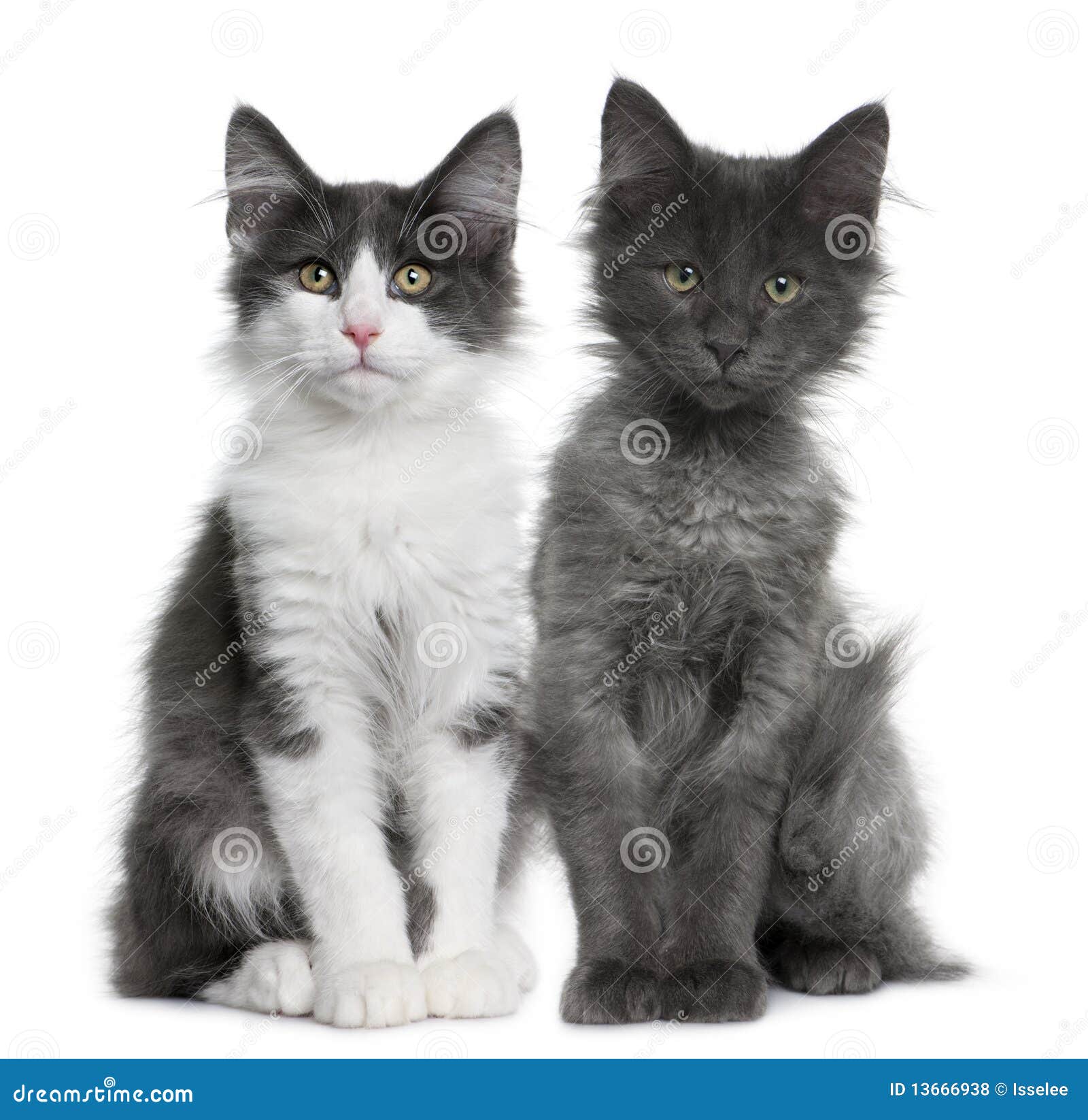 Chaton Norvegien De Chat De La Foret Deux 4 Mois Photo Stock Image Du Couples Copie Chaton Norvegien De Chat De La Foret Deux 4 Mois Photo Stock Image Du Couples Copie