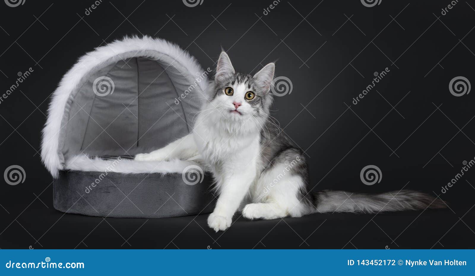 Chaton Norvegien Tigre Repere Bicolore Argente Noir Mignon De Chat De Foret Sur Le Blanc Photo Stock Image Du Blanc Oeil Chaton Norvegien Tigre Repere Bicolore Argente Noir Mignon De Chat De Foret Sur Le Blanc Photo Stock Image Du Blanc Oeil