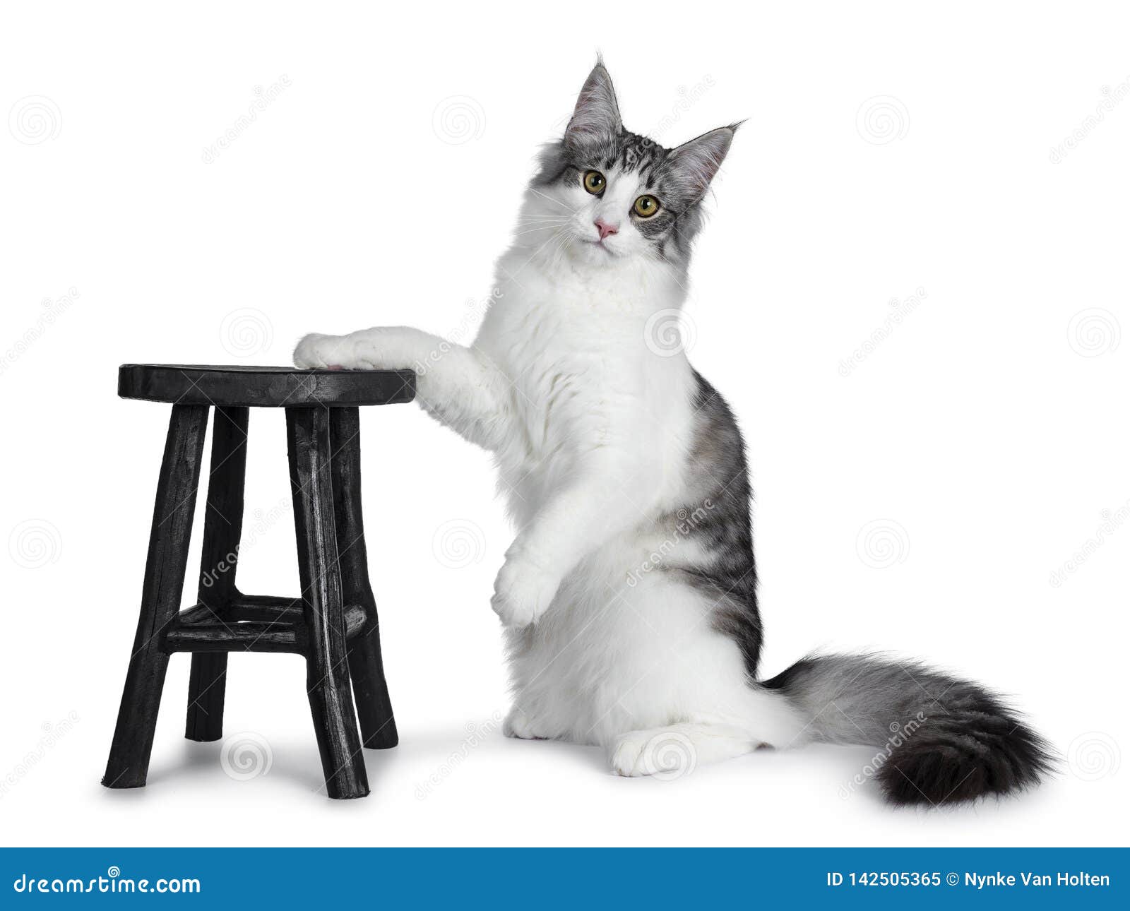 Chaton Norvegien Tigre Repere Bicolore Argente Noir Mignon De Chat De Foret Sur Le Fond Blanc Image Stock Image Du Mignon Kitty Chaton Norvegien Tigre Repere Bicolore Argente Noir Mignon De Chat De Foret Sur Le Fond Blanc Image Stock Image Du Mignon Kitty