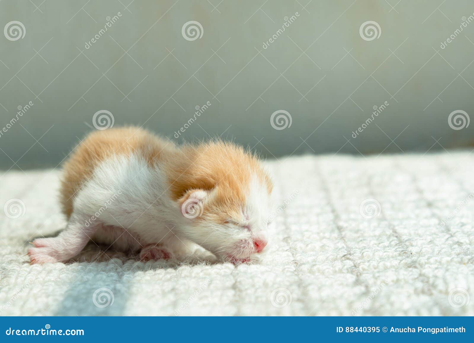 Chaton Nouveau Ne Mignon Image Stock Image Du Gris Felin