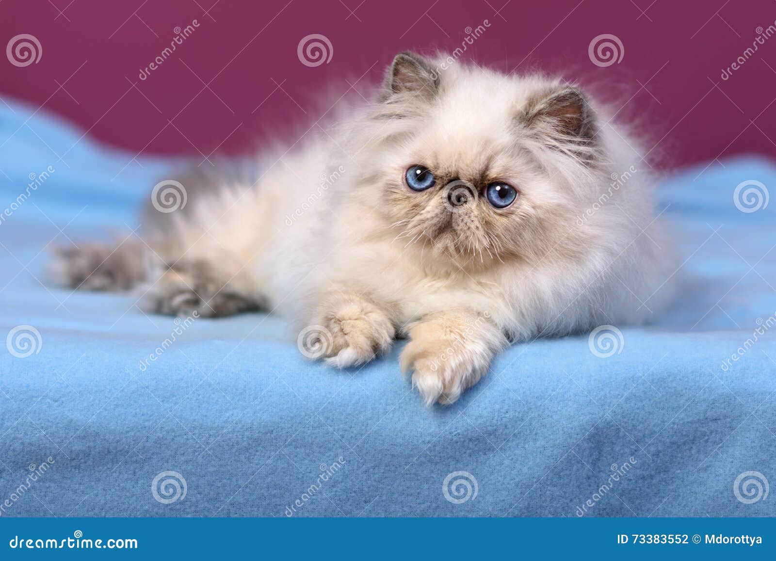 Chaton Persan De Colorpoint Mignon De Bleu Creme Sur Un Lit Bleu Photo Stock Image Du Fond Longhair