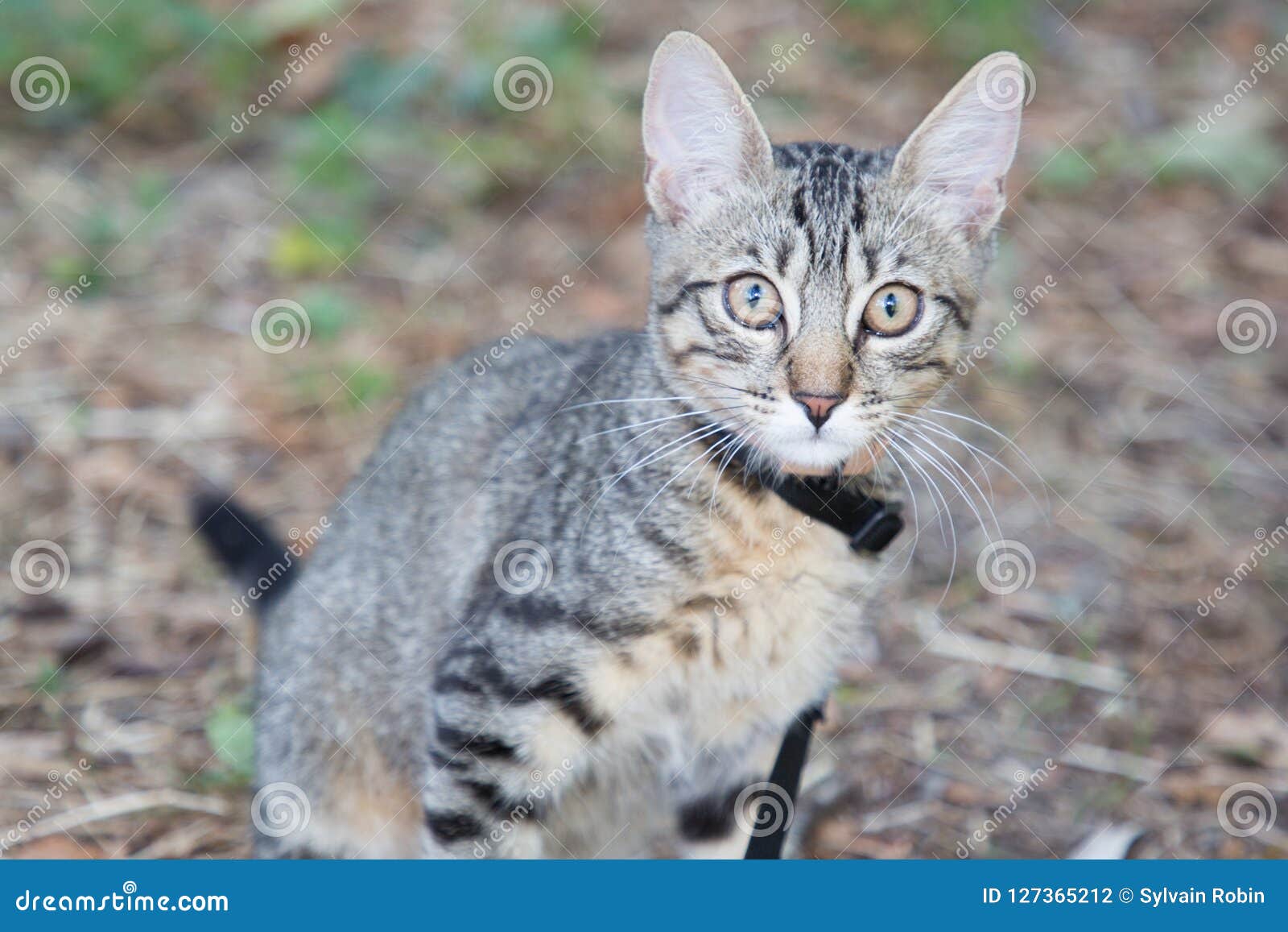 Chaton Regardant Un Petit Chat Gris Dehors Photo Stock