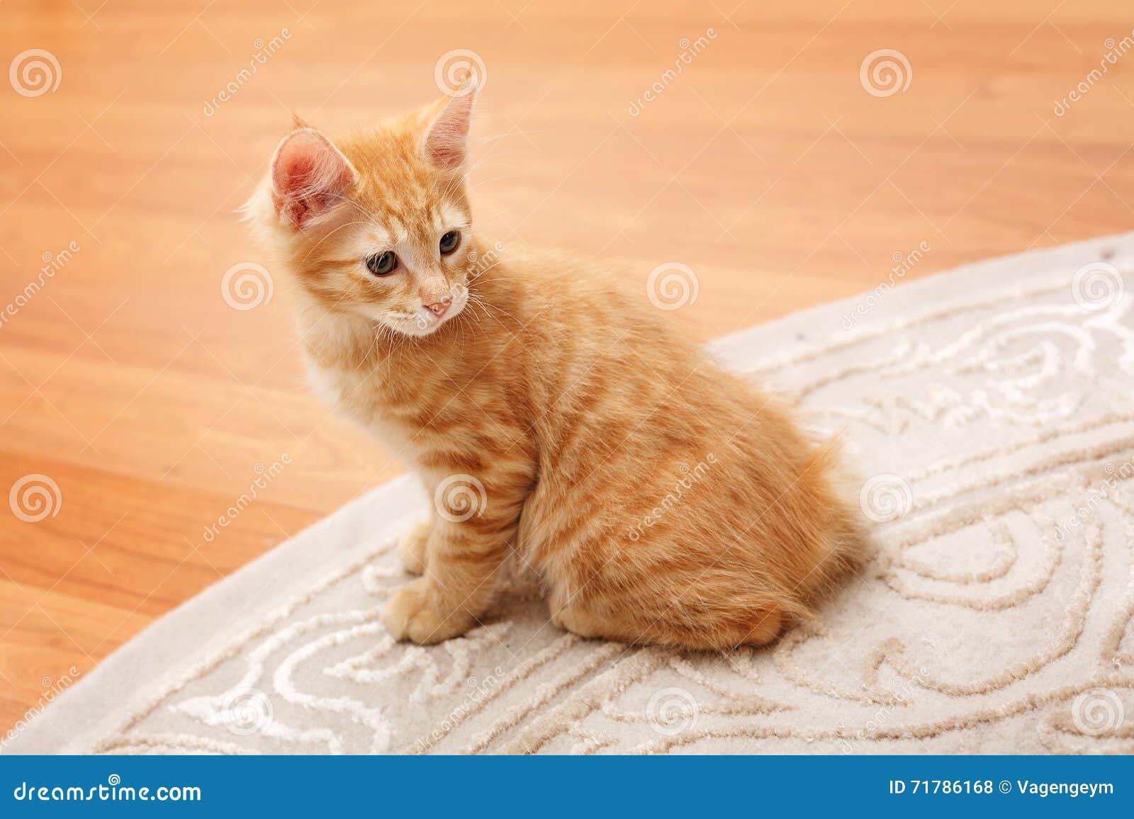 Chaton Roux Mignon De Queue Ecourtee Photo Stock Image Du Charmer Bien